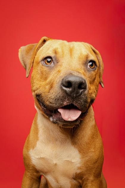 Orion, ADOPTABLE, Young Male Pit Bull Terrier.