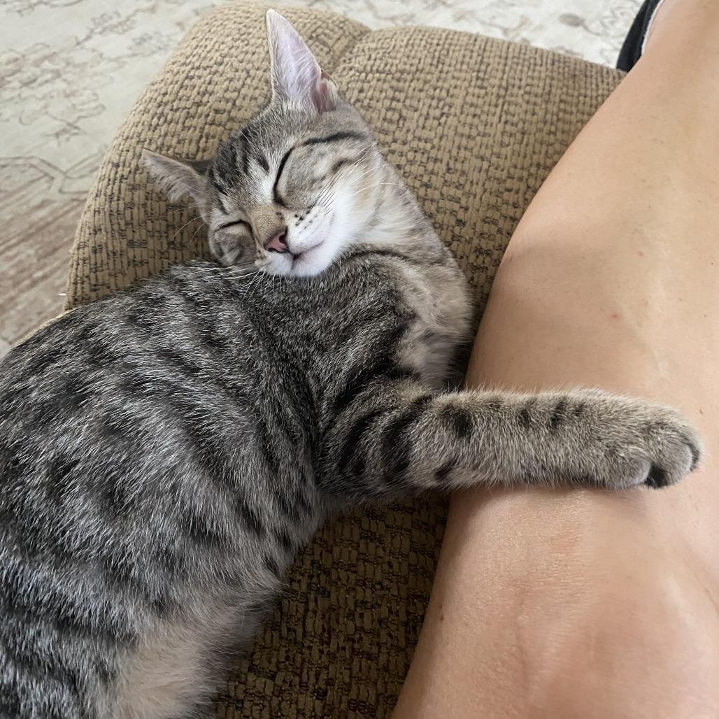 Percy, Adoptable, Young Male Domestic Medium Hair & Domestic Medium Hair.