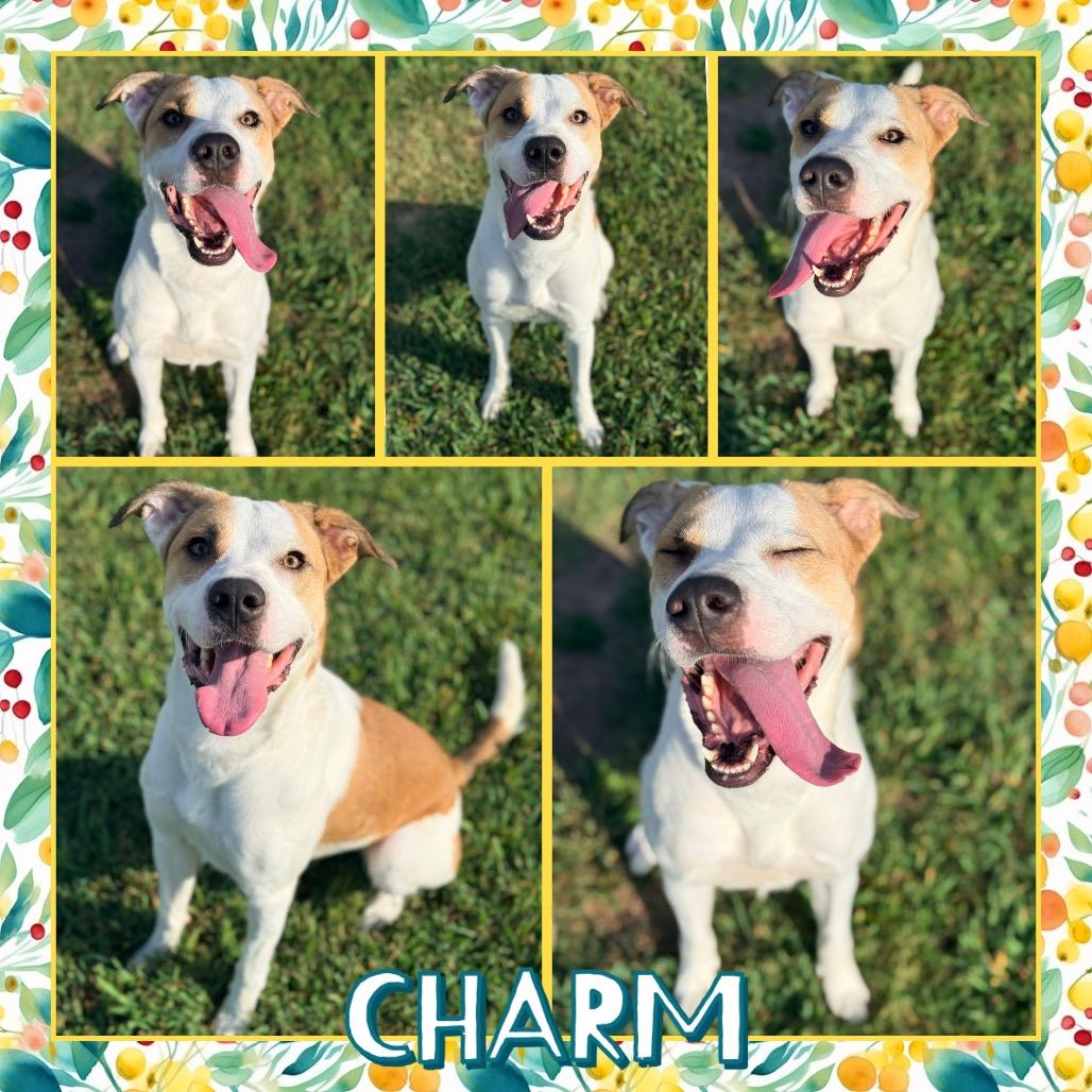 Charm, Adoptable, Adult Female Pit Bull Terrier.