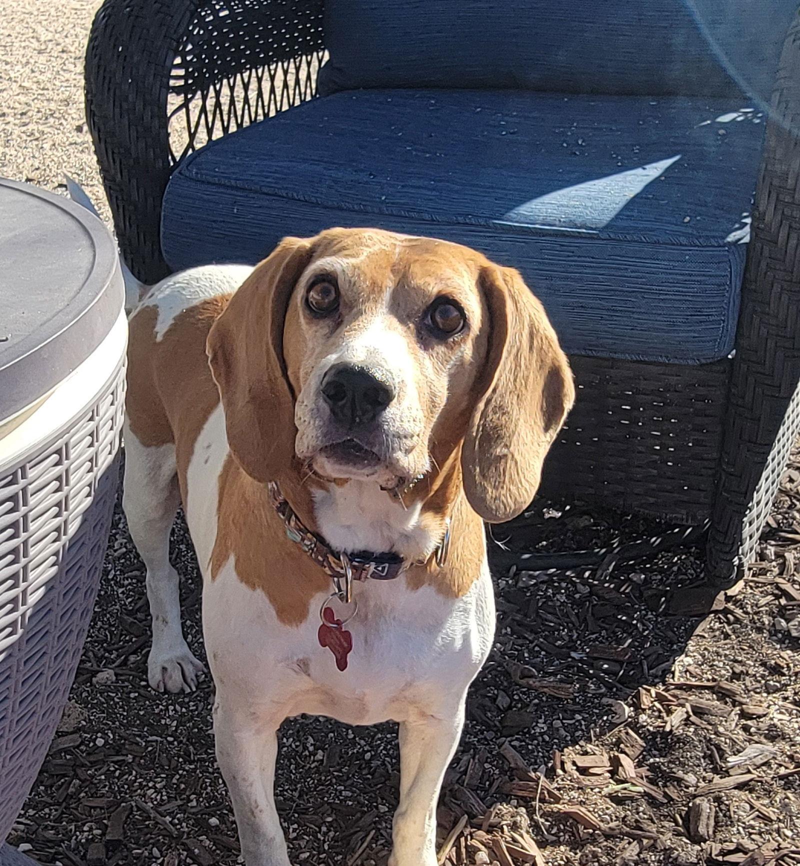 Gabi, Adoptable, Adult Female Beagle.