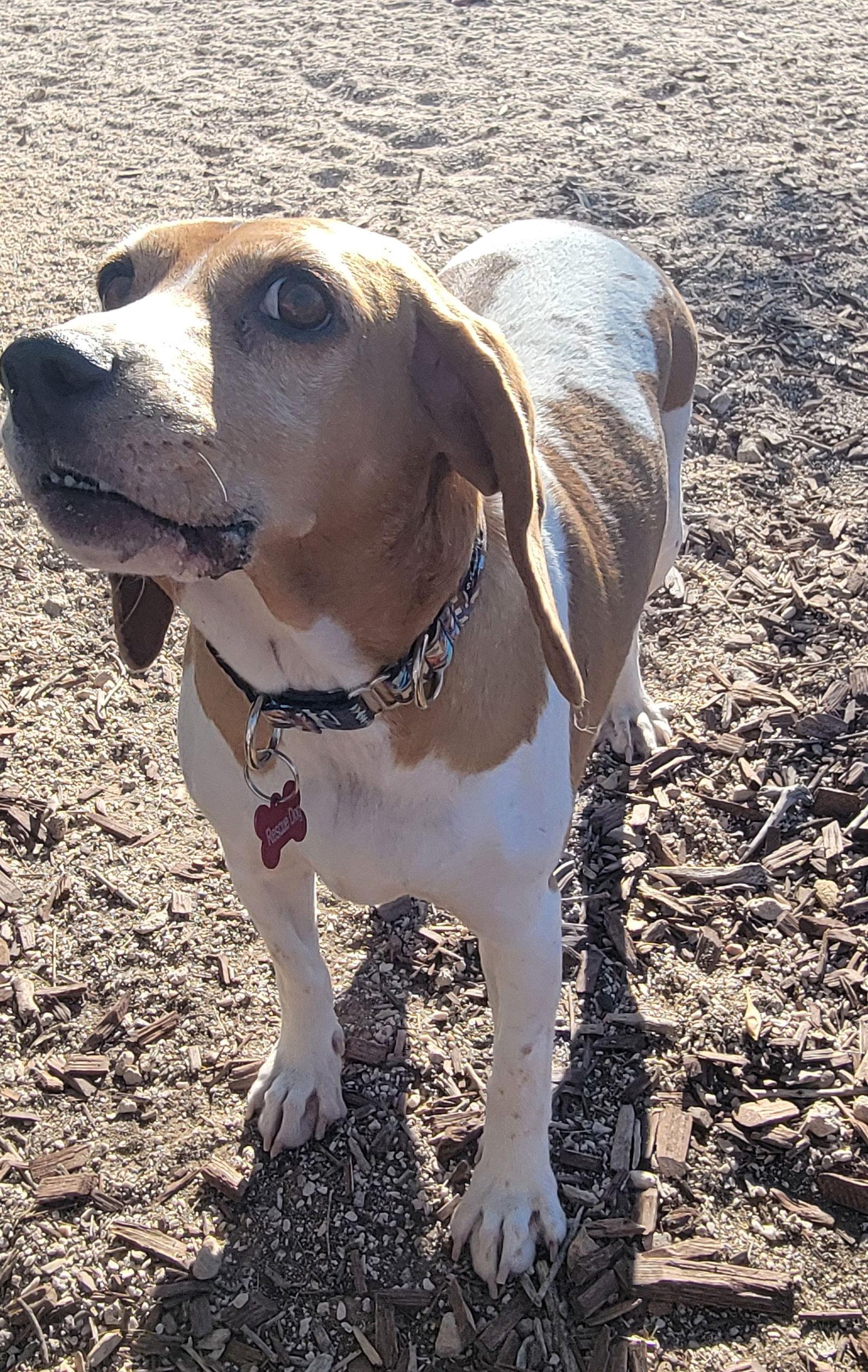 Enlarge Gabi, a Adoptable Beagle in Las Vegas, NV image 2/3