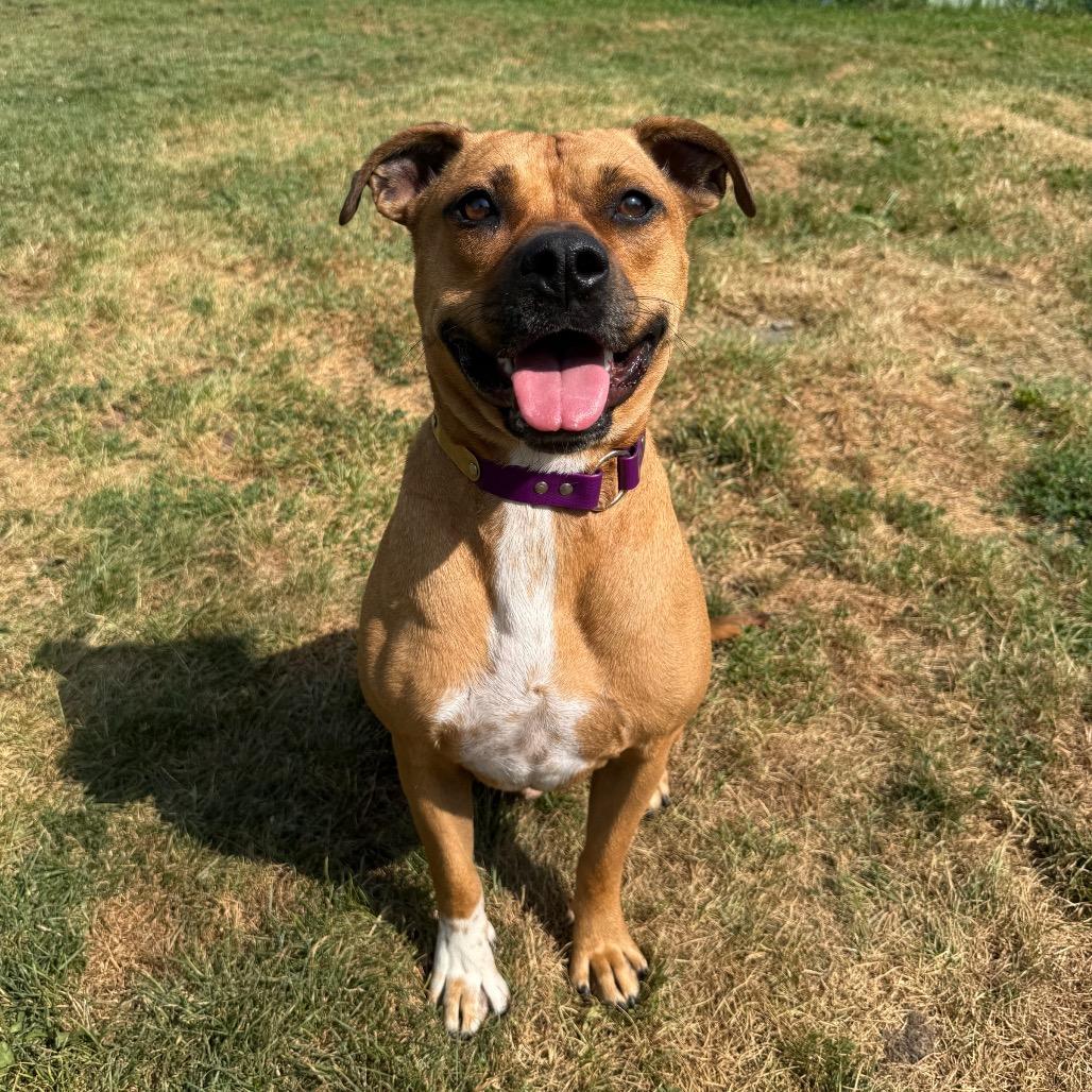 Slinky, Adoptable, Adult Male Mixed Breed.
