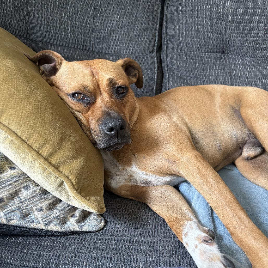 Enlarge Slinky, a Adoptable Mixed Breed in Erie, PA image 3/6