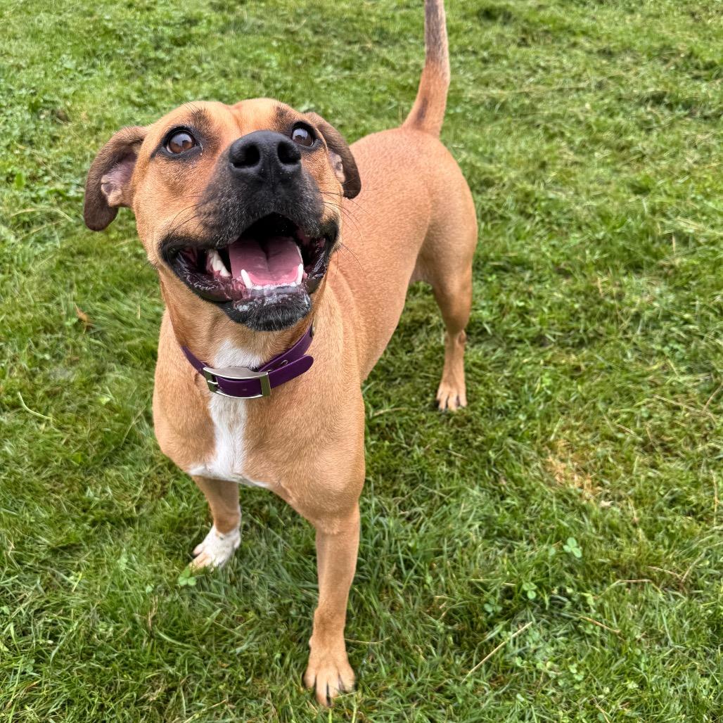 Enlarge Slinky, a Adoptable Mixed Breed in Erie, PA image 4/6