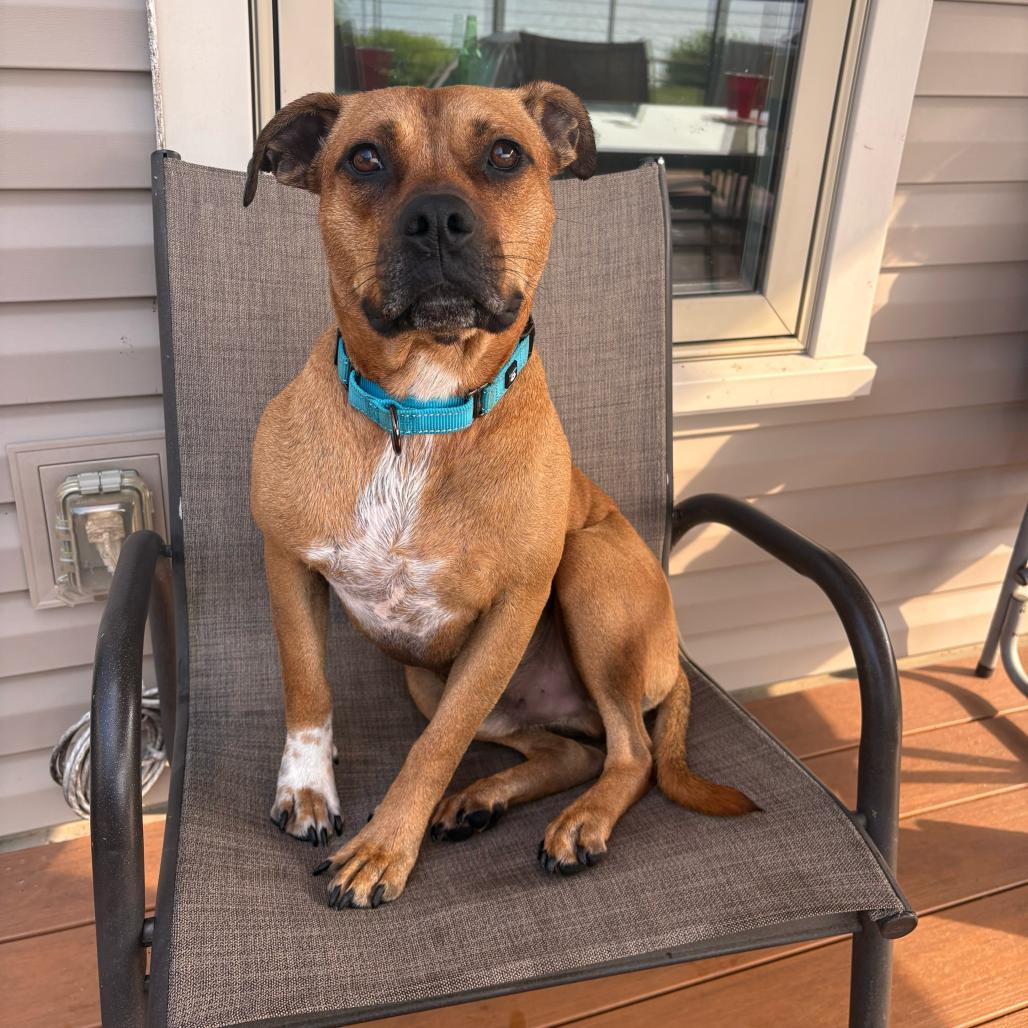 Enlarge Slinky, a Adoptable Mixed Breed in Erie, PA image 5/6
