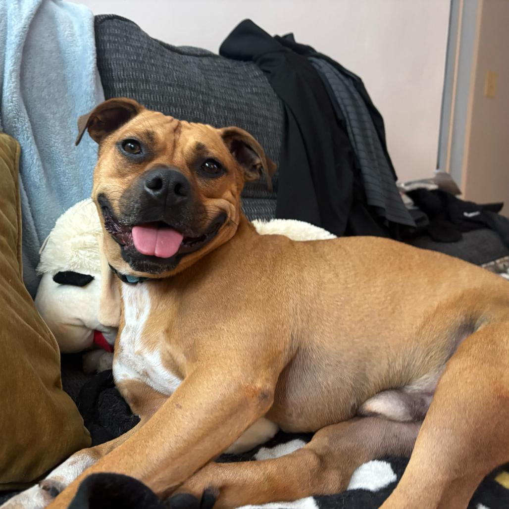 Enlarge Slinky, a Adoptable Mixed Breed in Erie, PA image 6/6