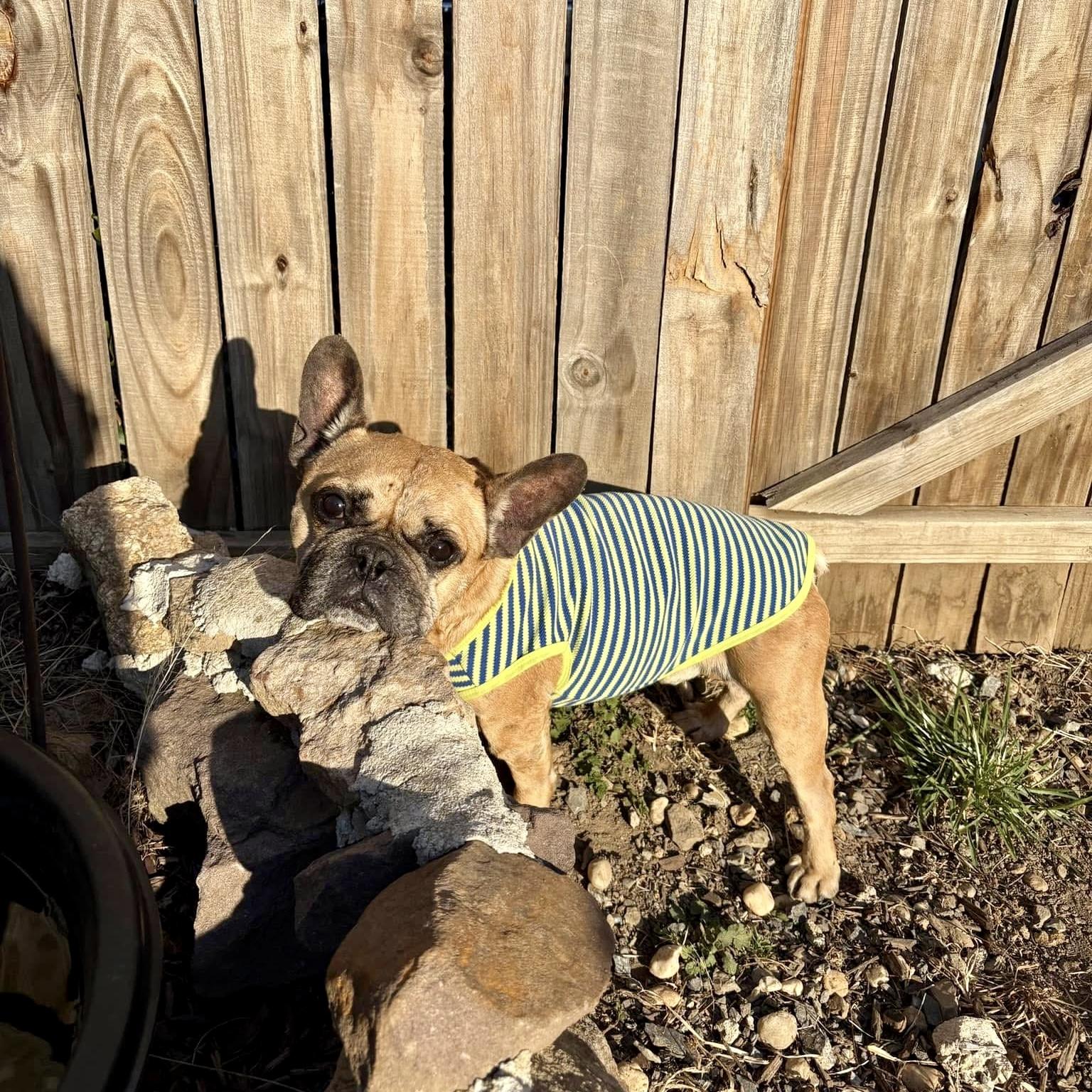 Porkchop, Adoptable, Adult Male French Bulldog.