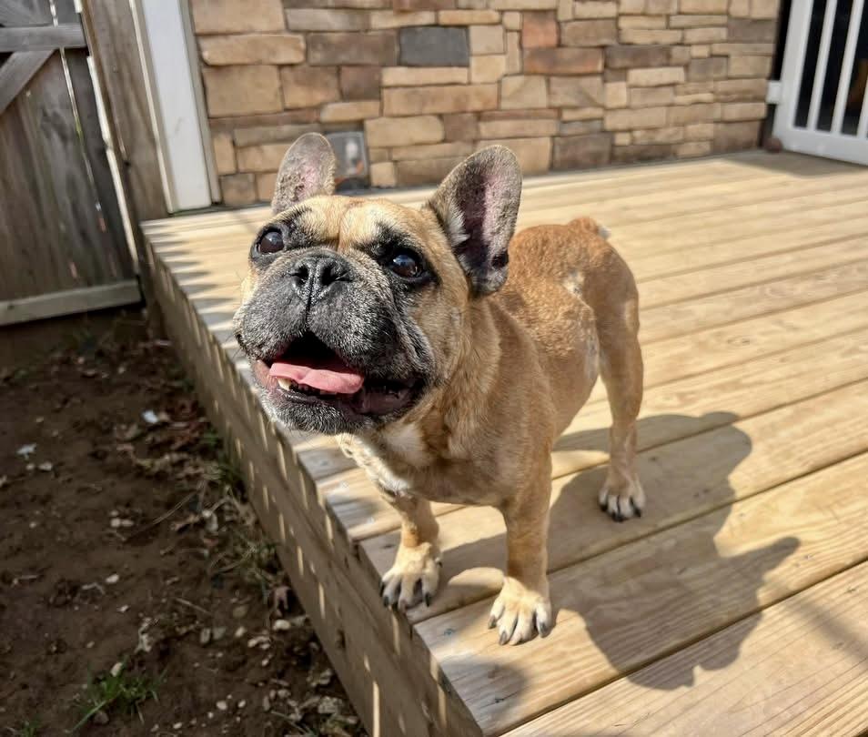 Enlarge Porkchop, a Adoptable French Bulldog in Elizabethtown, PA image 3/5