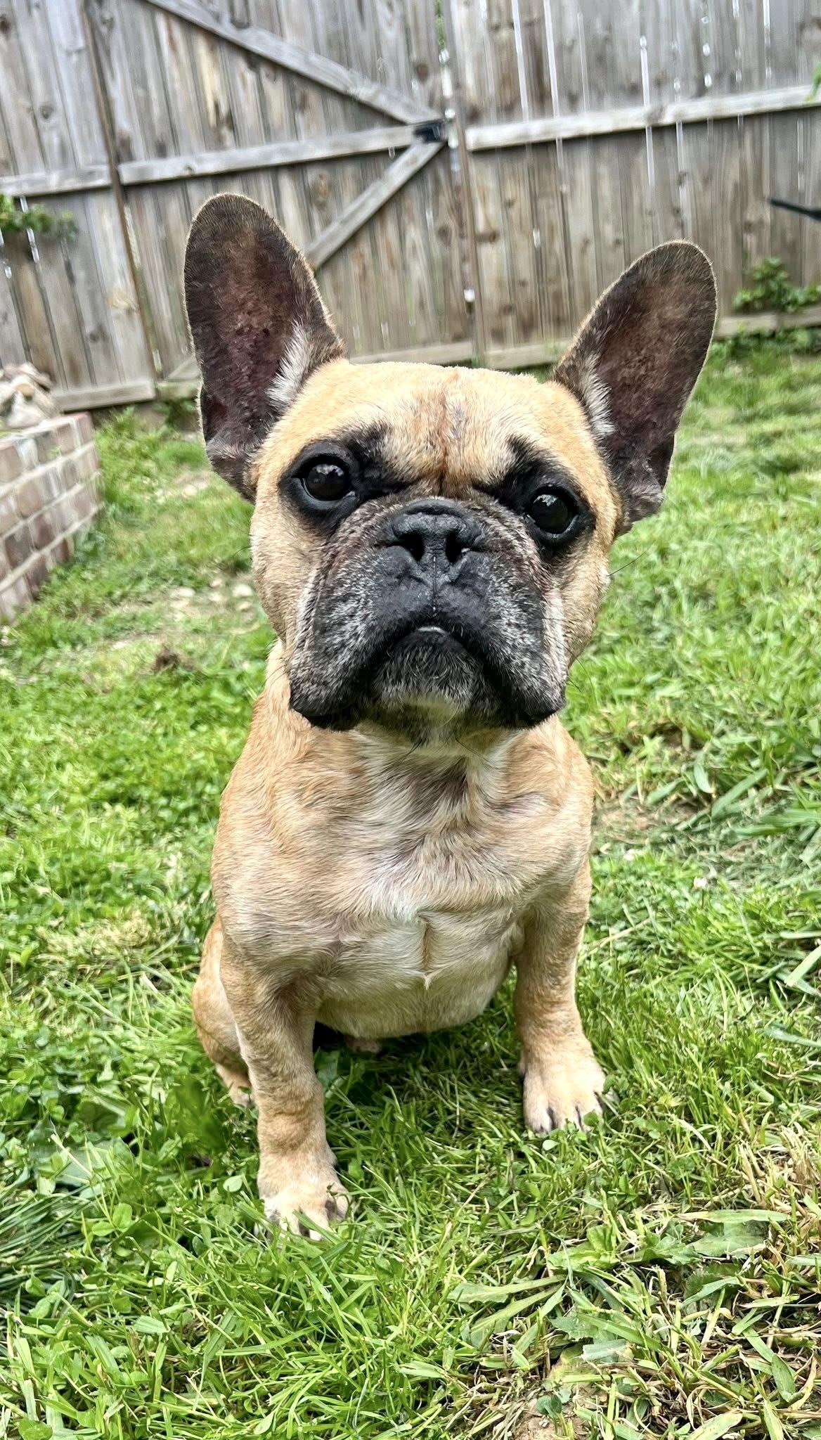 Enlarge Porkchop, a Adoptable French Bulldog in Elizabethtown, PA image 4/5
