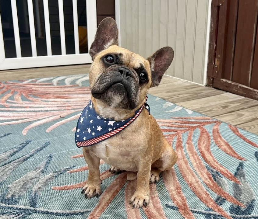 Enlarge Porkchop, a Adoptable French Bulldog in Elizabethtown, PA image 5/5