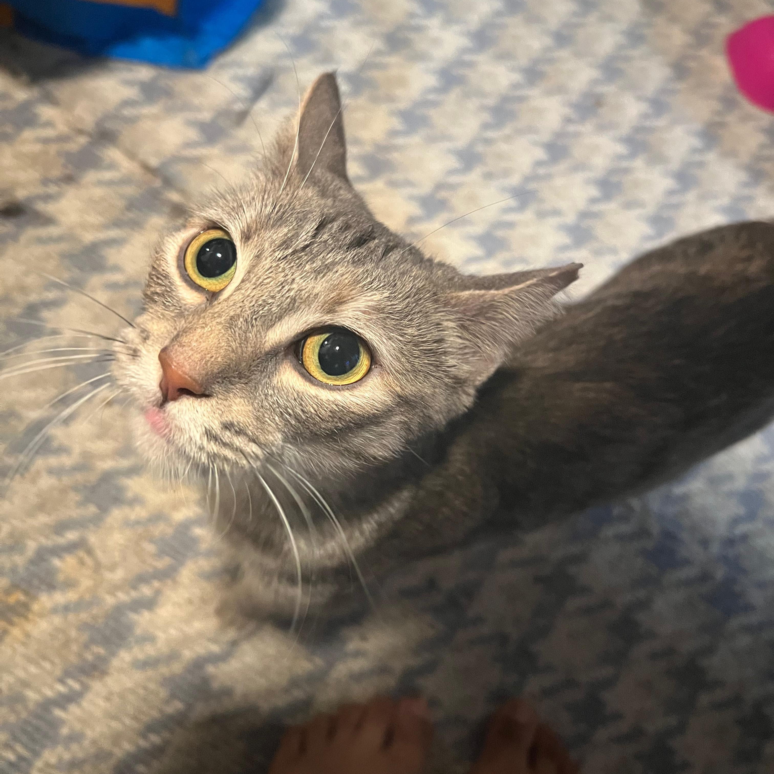 Enlarge Emerald, a ADOPTABLE American Shorthair in Weehawken, NJ image 1/3