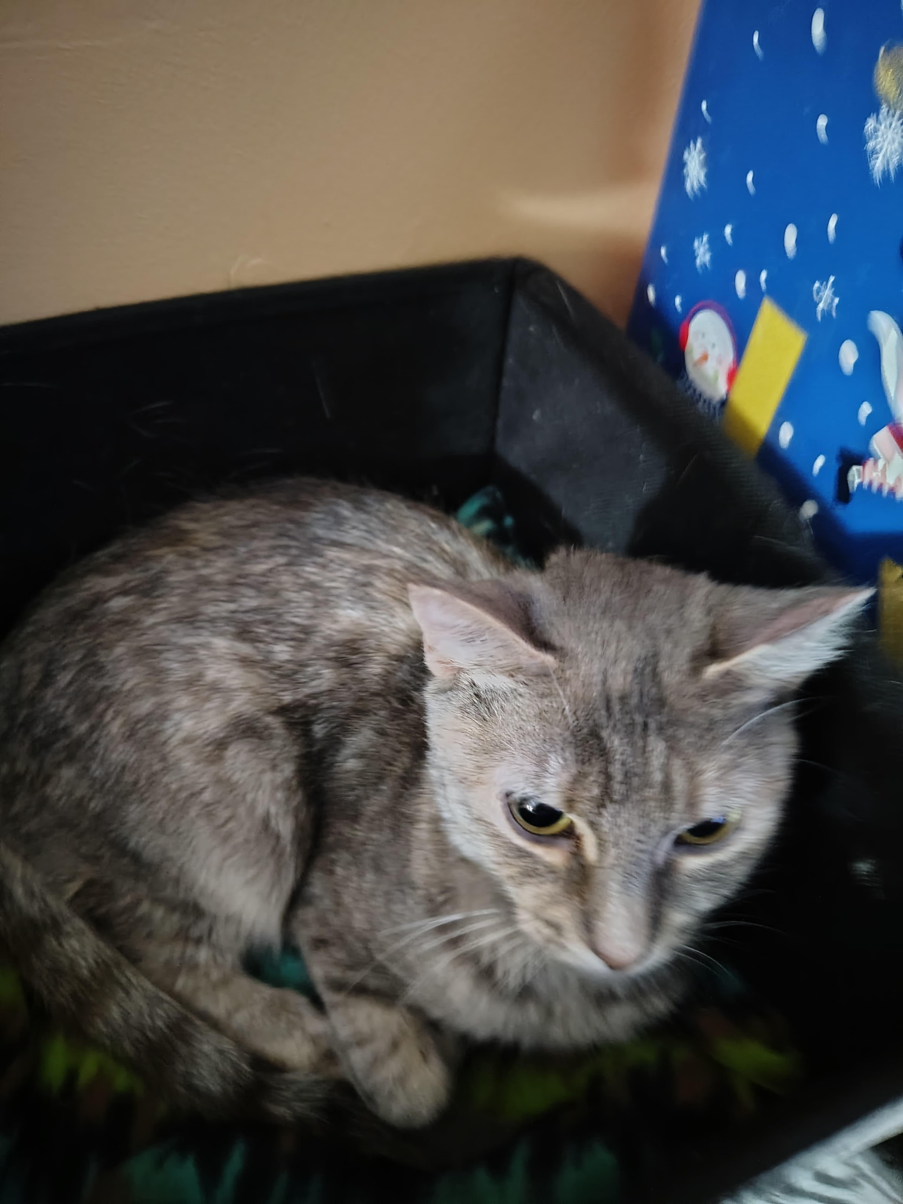 Enlarge Emerald, a ADOPTABLE American Shorthair in Weehawken, NJ image 2/3