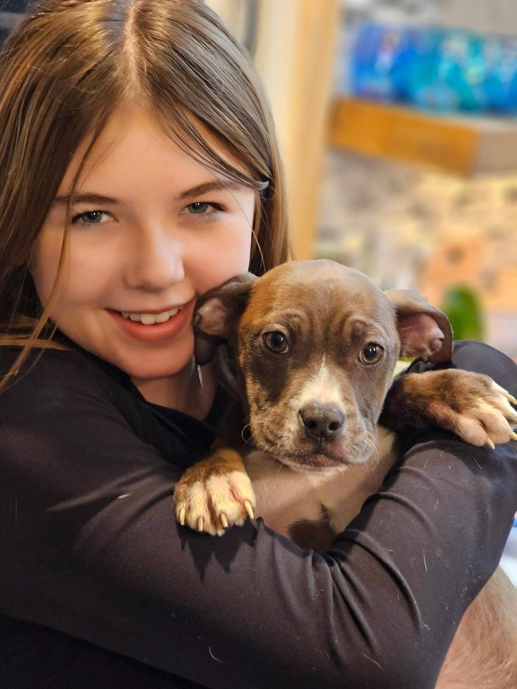 Aspen3, a Adoptable mixed breed in Littleton, CO image 3/6