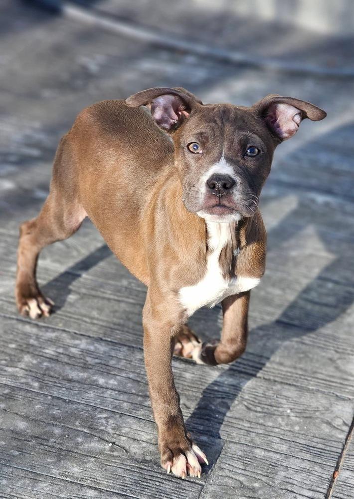 Aspen3, a Adoptable mixed breed in Littleton, CO image 4/6