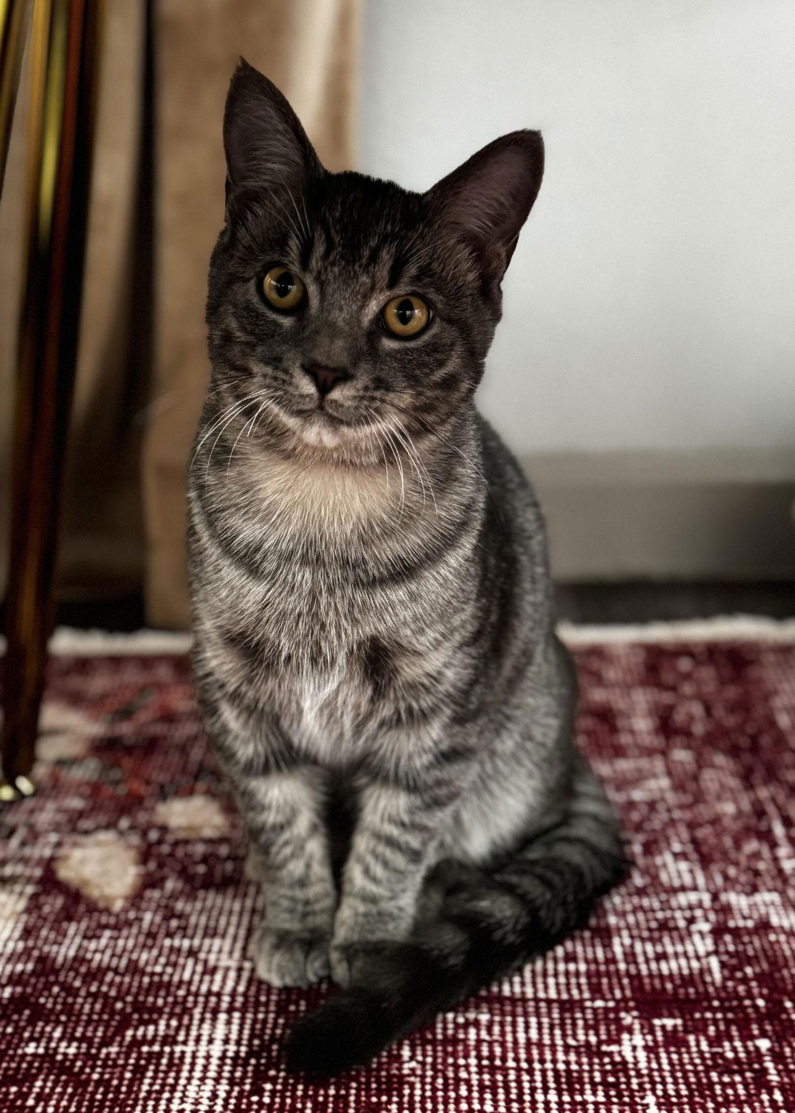 Enlarge Grayson, a Adopted Domestic Short Hair in Prosper, TX image 1/3