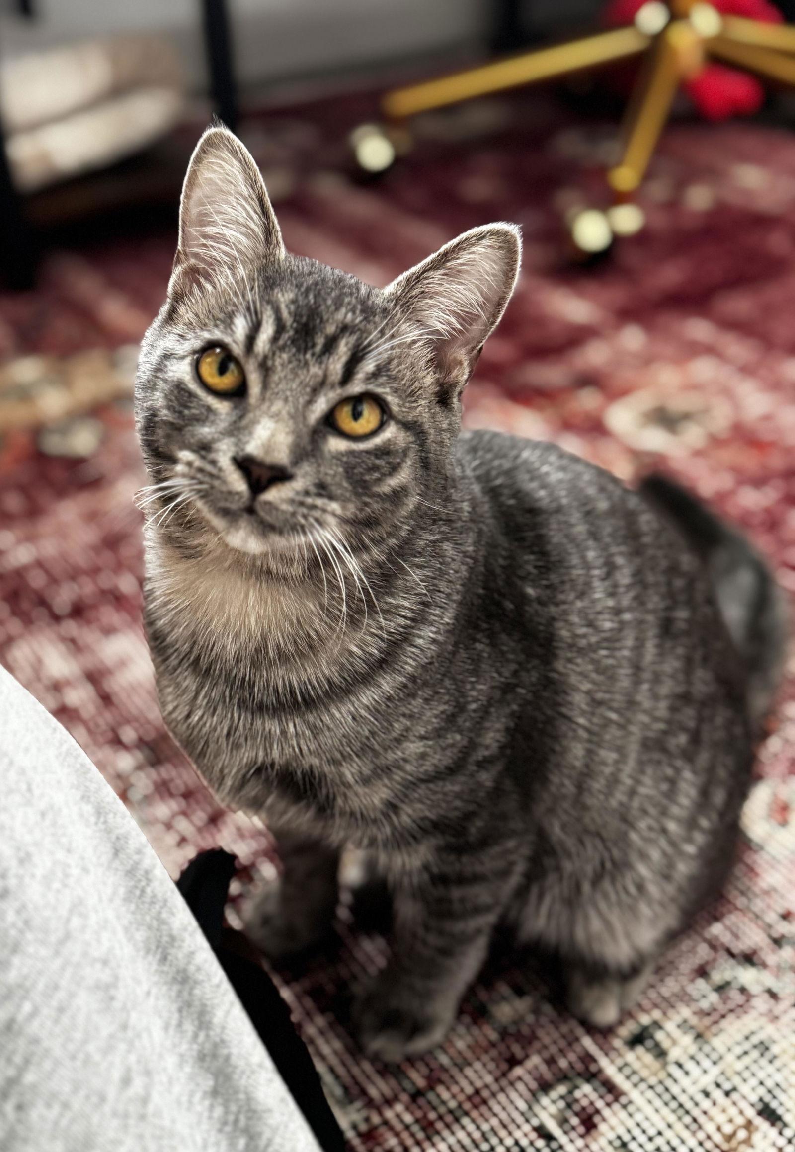 Enlarge Grayson, a Adopted Domestic Short Hair in Prosper, TX image 2/3