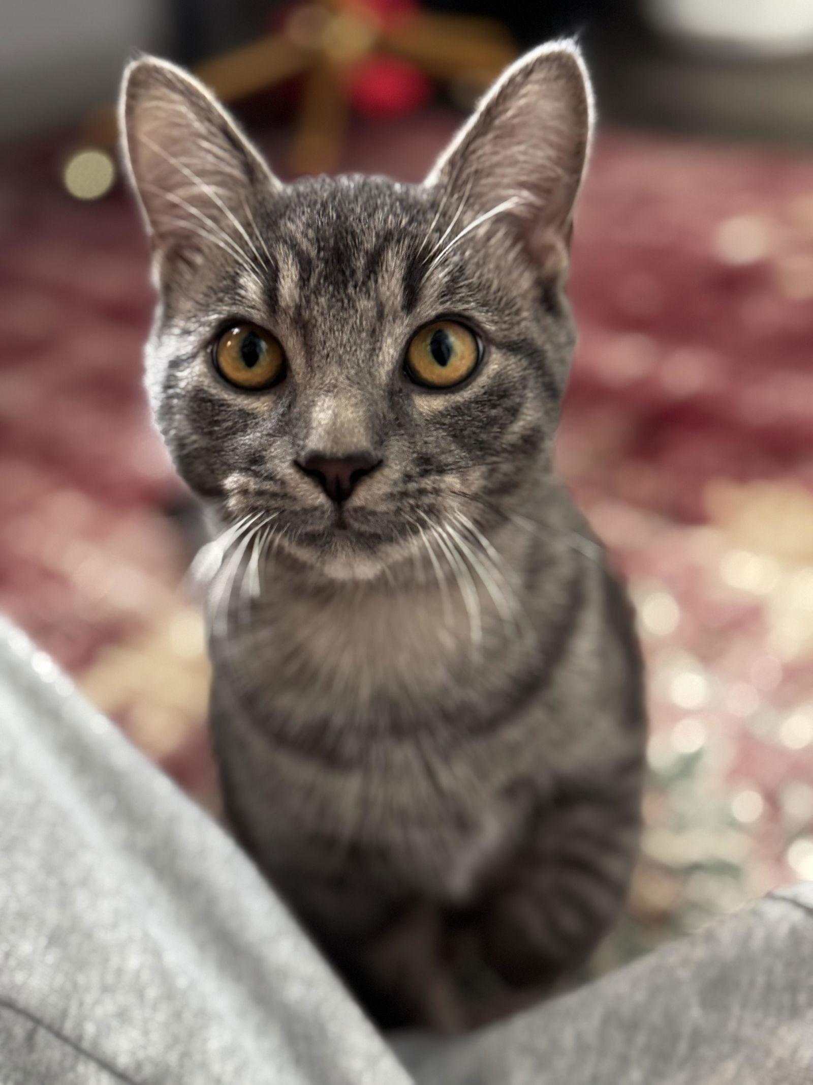 Enlarge Grayson, a Adopted Domestic Short Hair in Prosper, TX image 3/3