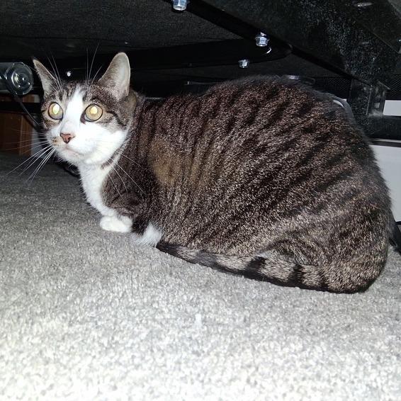 Enlarge Glacier, a Adoptable Domestic Short Hair in Lake Panasoffkee, FL image 1/2