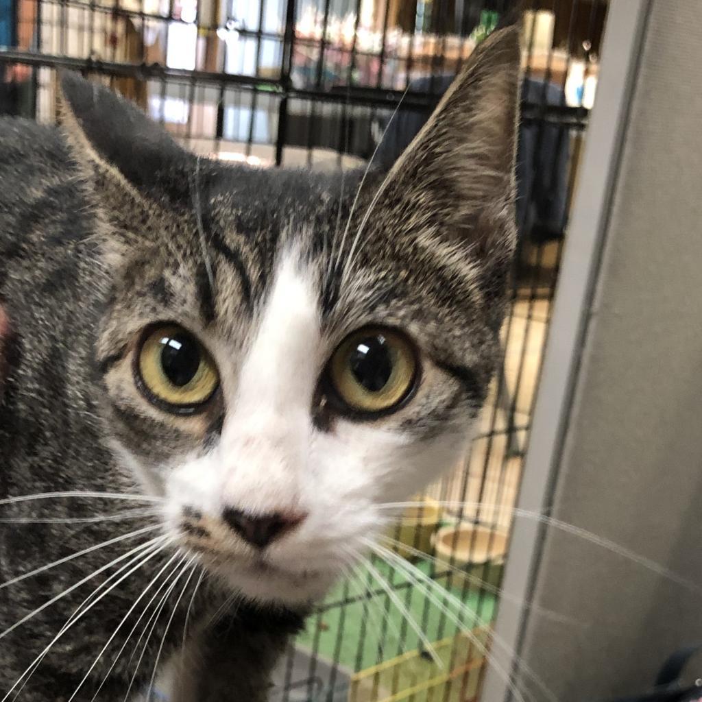 Glacier, Adoptable, Senior Female Domestic Short Hair.
