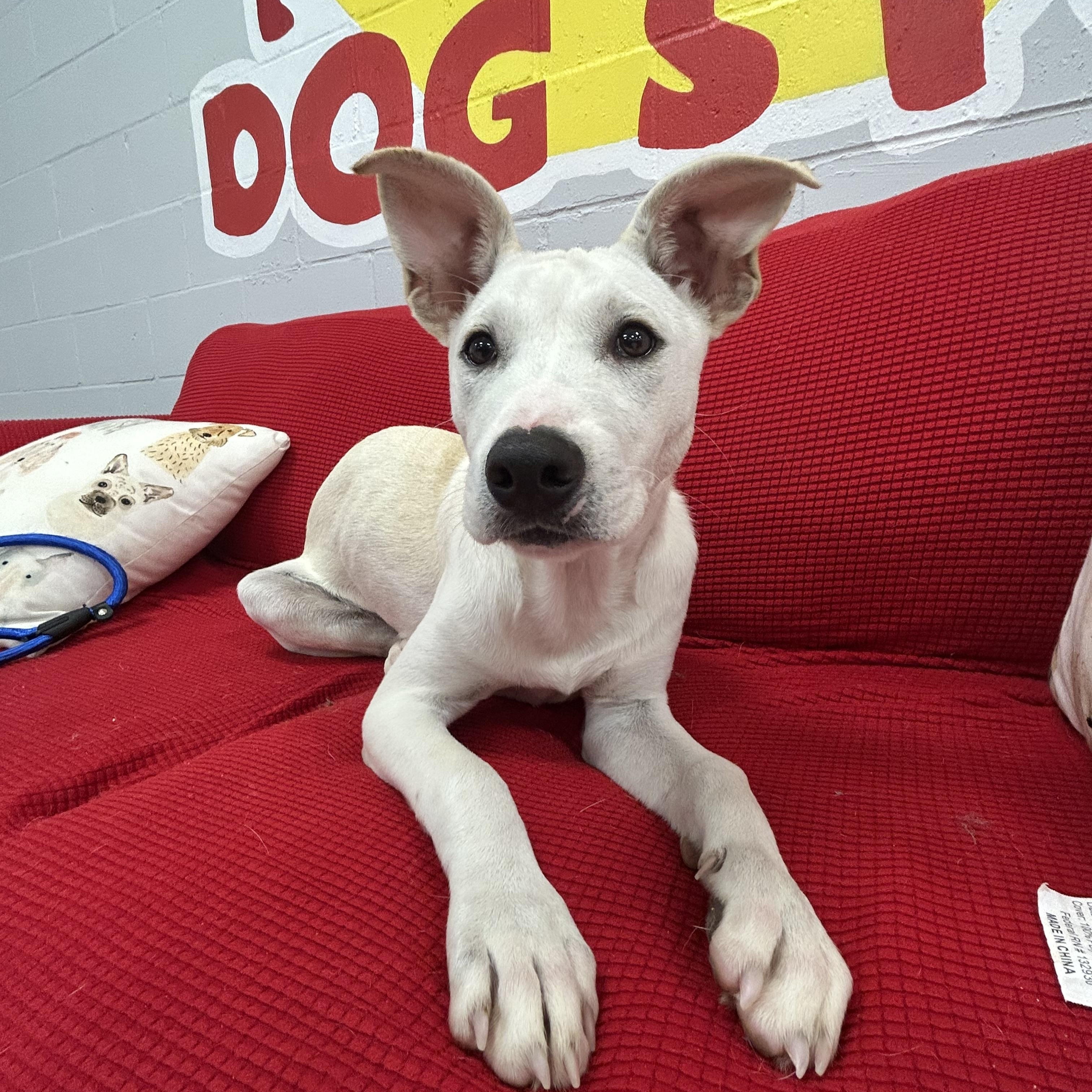 Ian, Adoptable, Young Male Yellow Labrador Retriever & Terrier.