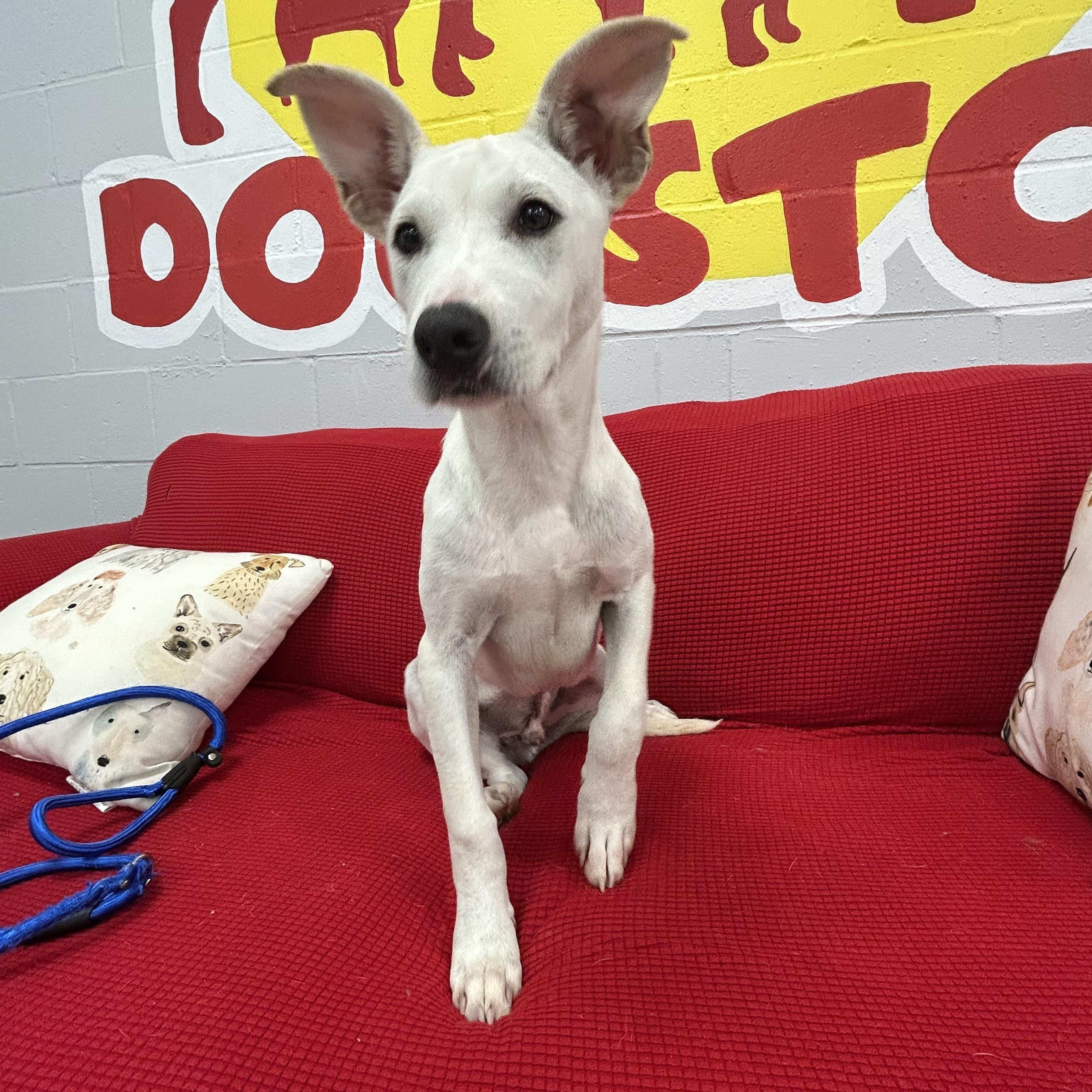 Ian, a Adoptable mixed breed in Baker, LA image 2/4