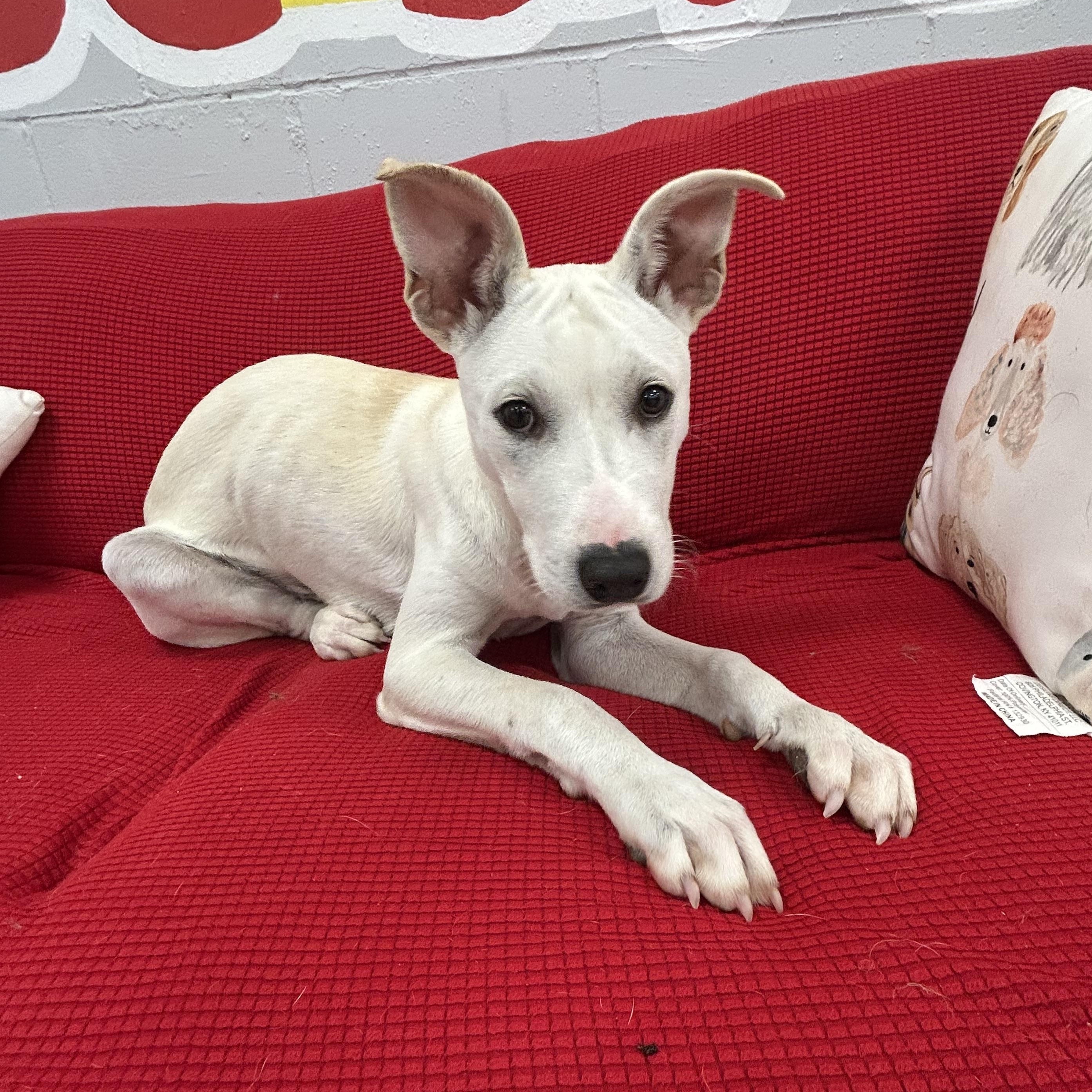 Ian, a Adoptable mixed breed in Baker, LA image 3/4