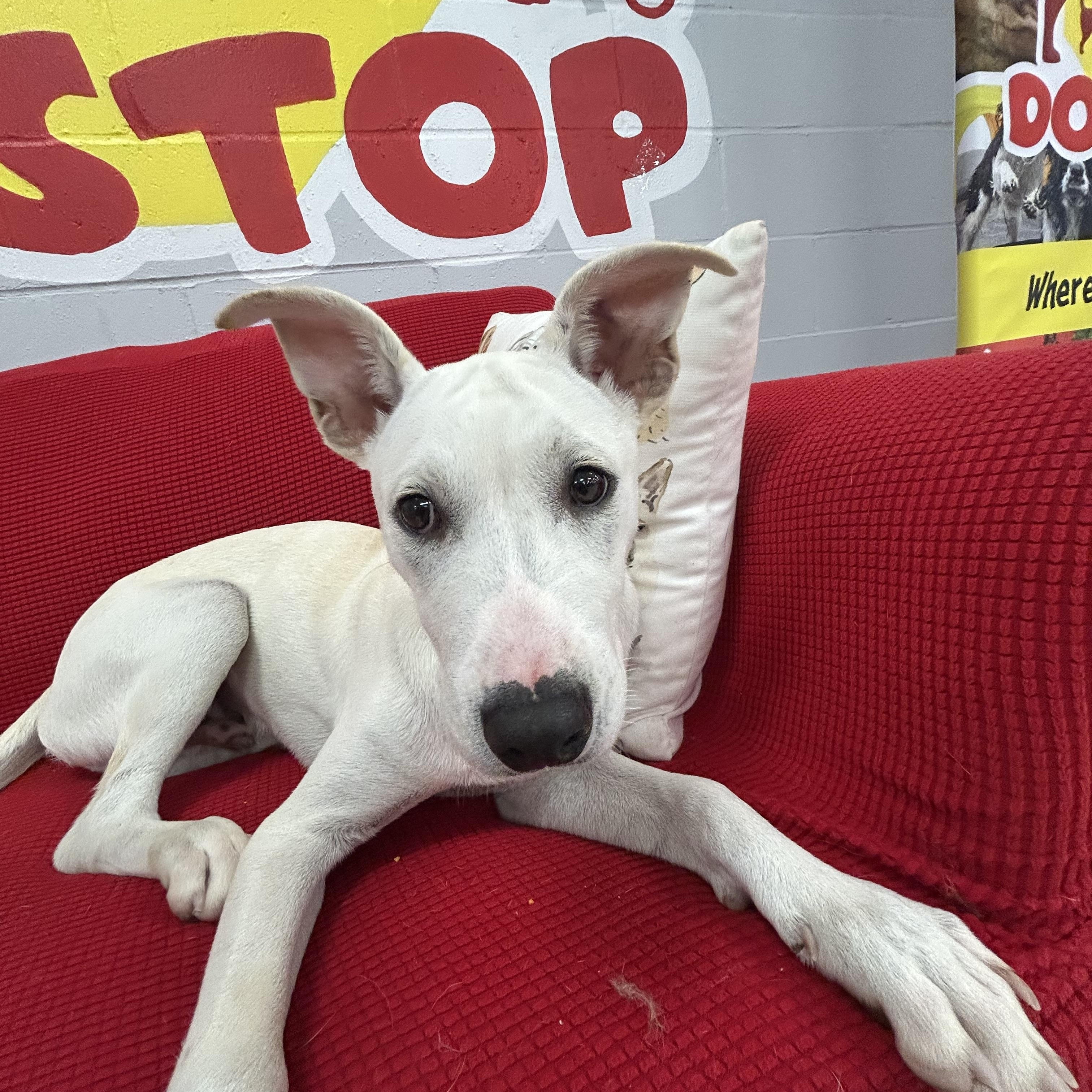 Ian, a Adoptable mixed breed in Baker, LA image 4/4