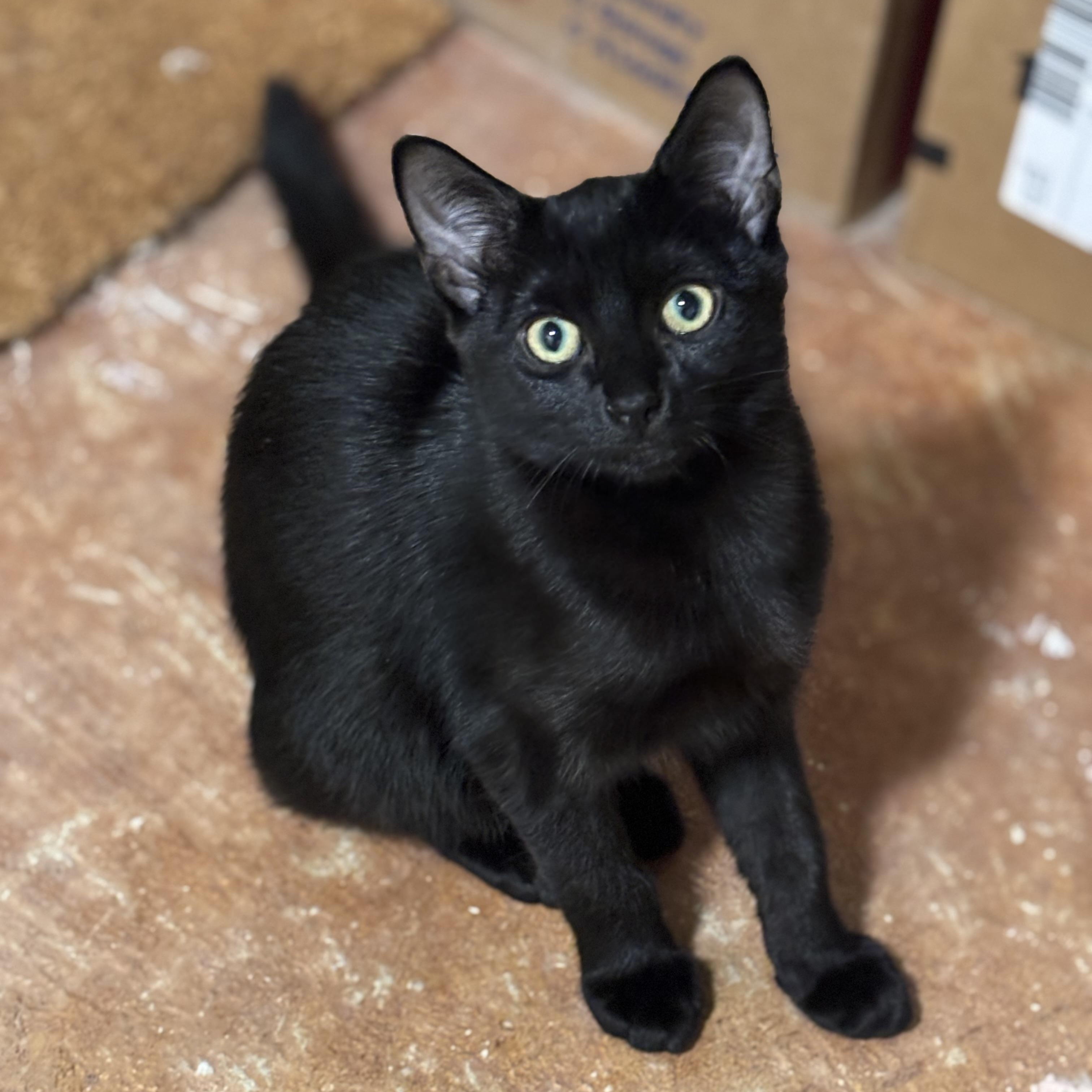 MINUIT, Adopted, Young Female Domestic Short Hair.