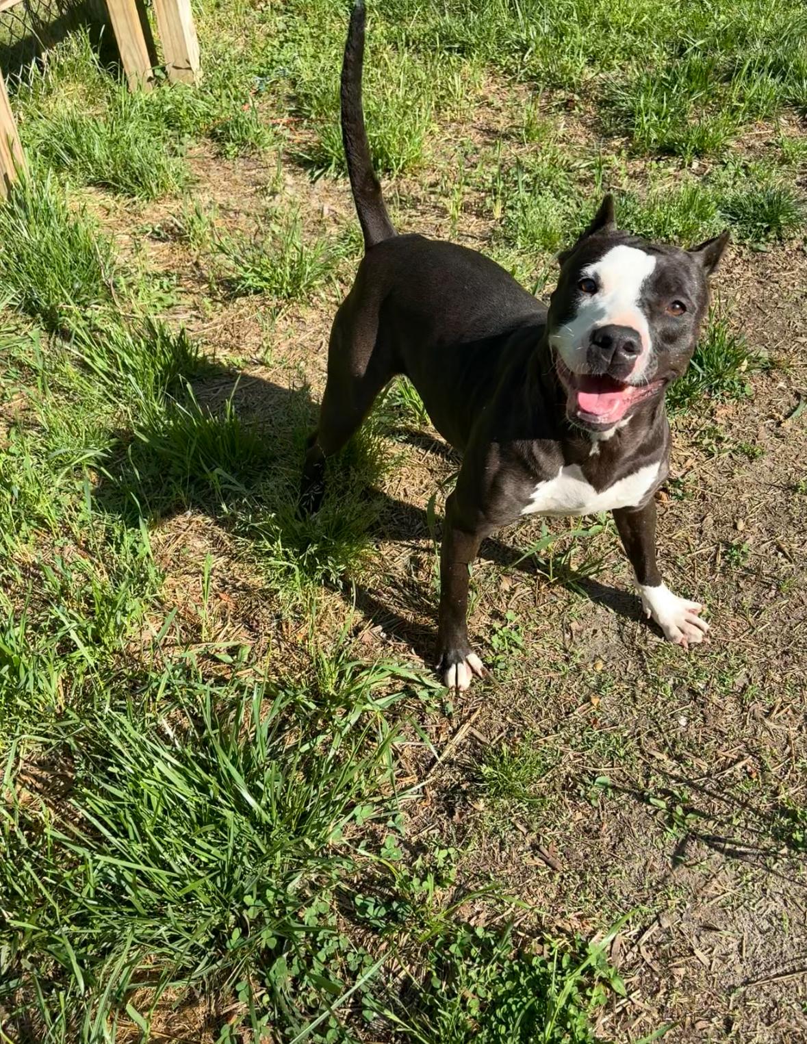 Enlarge Amber, a Adoptable mixed breed in Petersburg, VA image 5/6