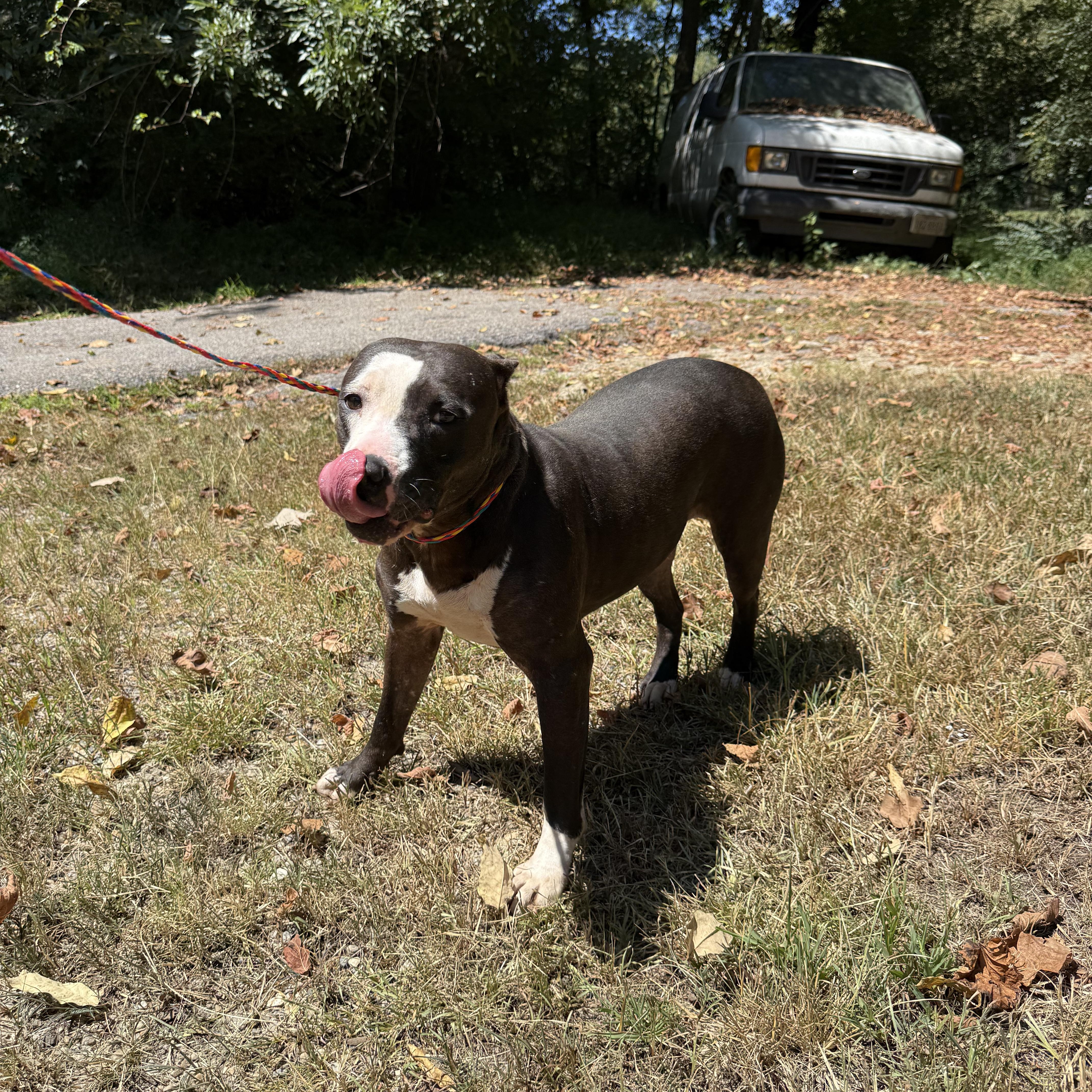 Amber, a Adoptable Pit Bull Terrier in Petersburg, VA image 3/6