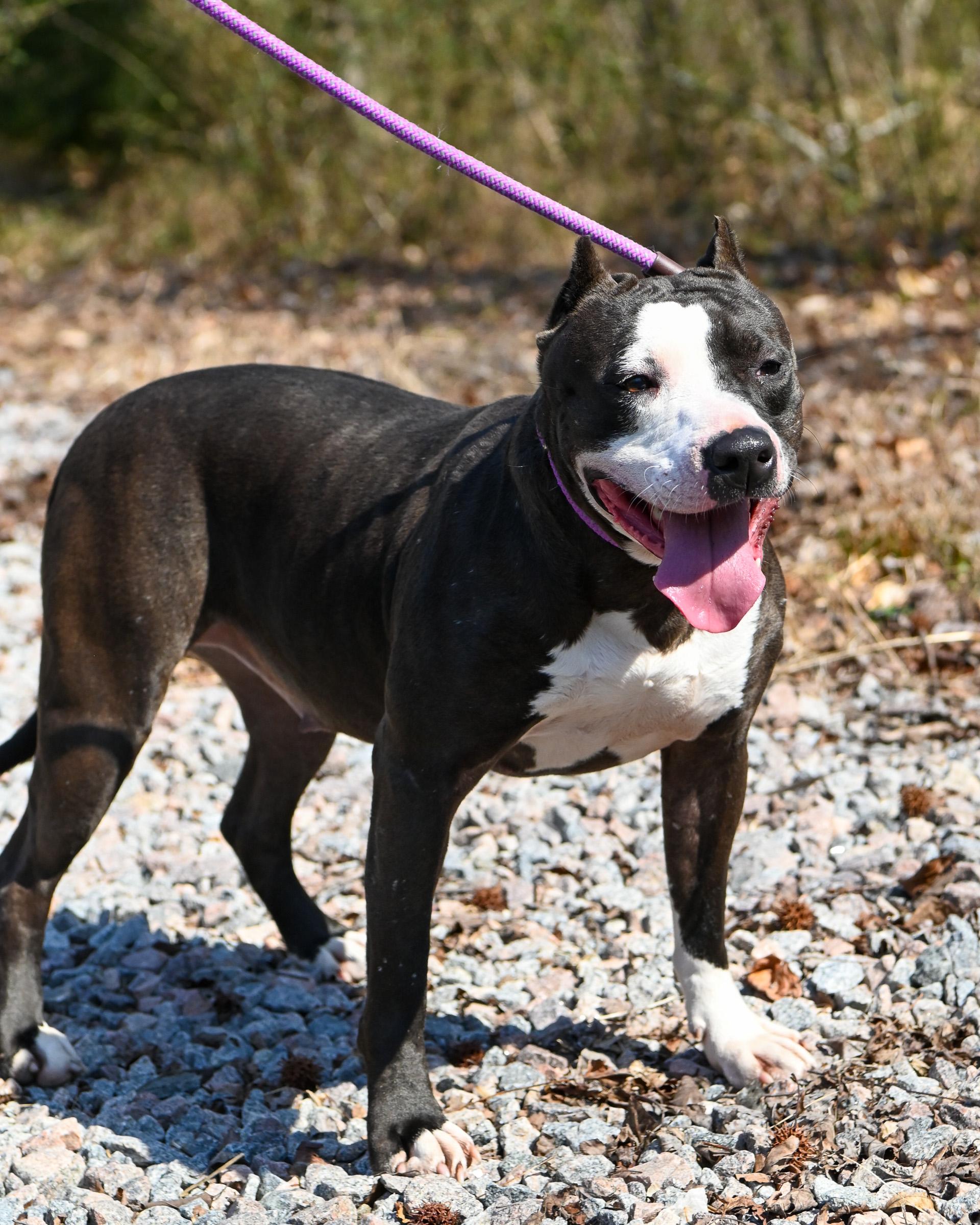 Enlarge Amber, a Adoptable mixed breed in Petersburg, VA image 6/6