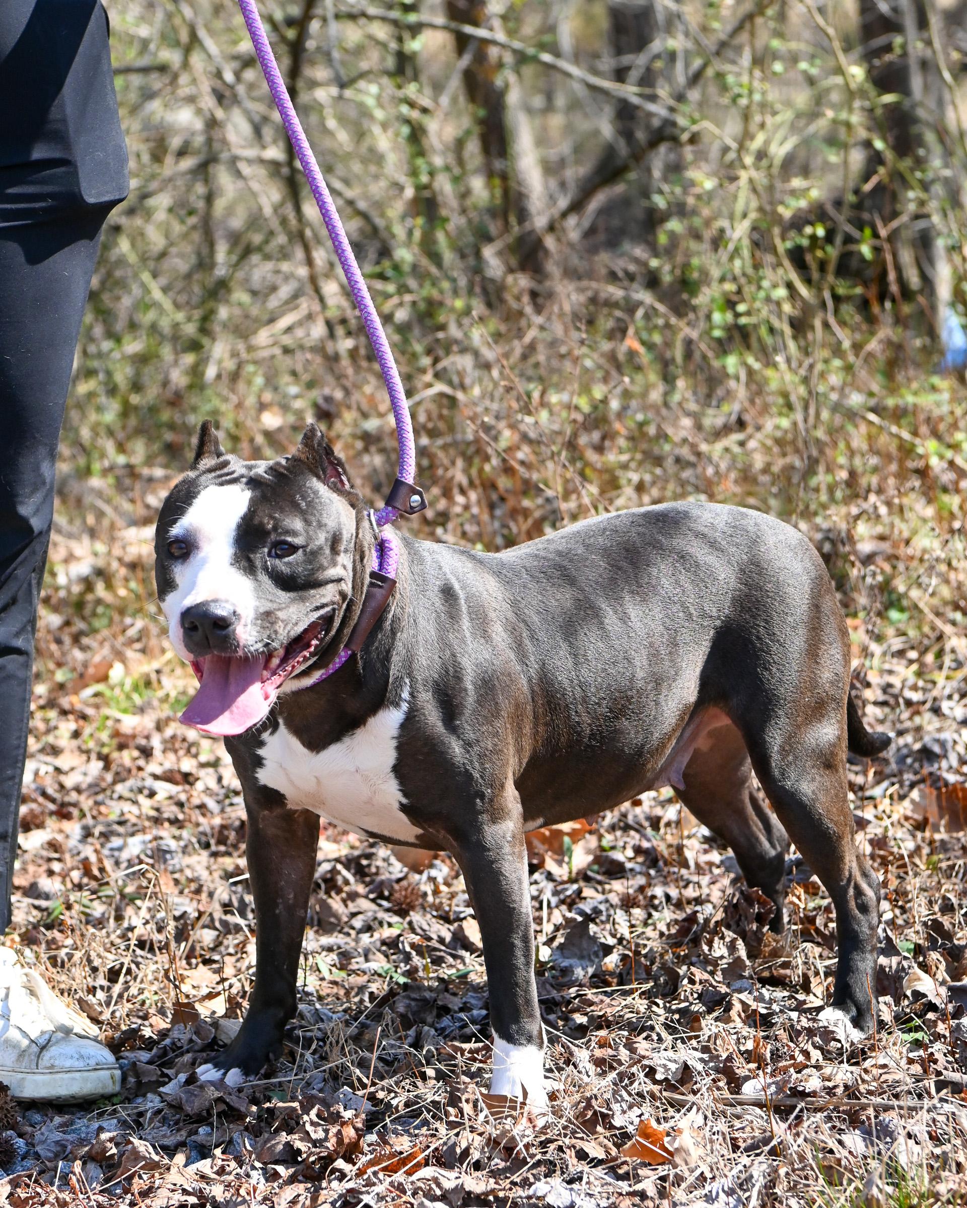Enlarge Amber, a Adoptable mixed breed in Petersburg, VA image 3/6