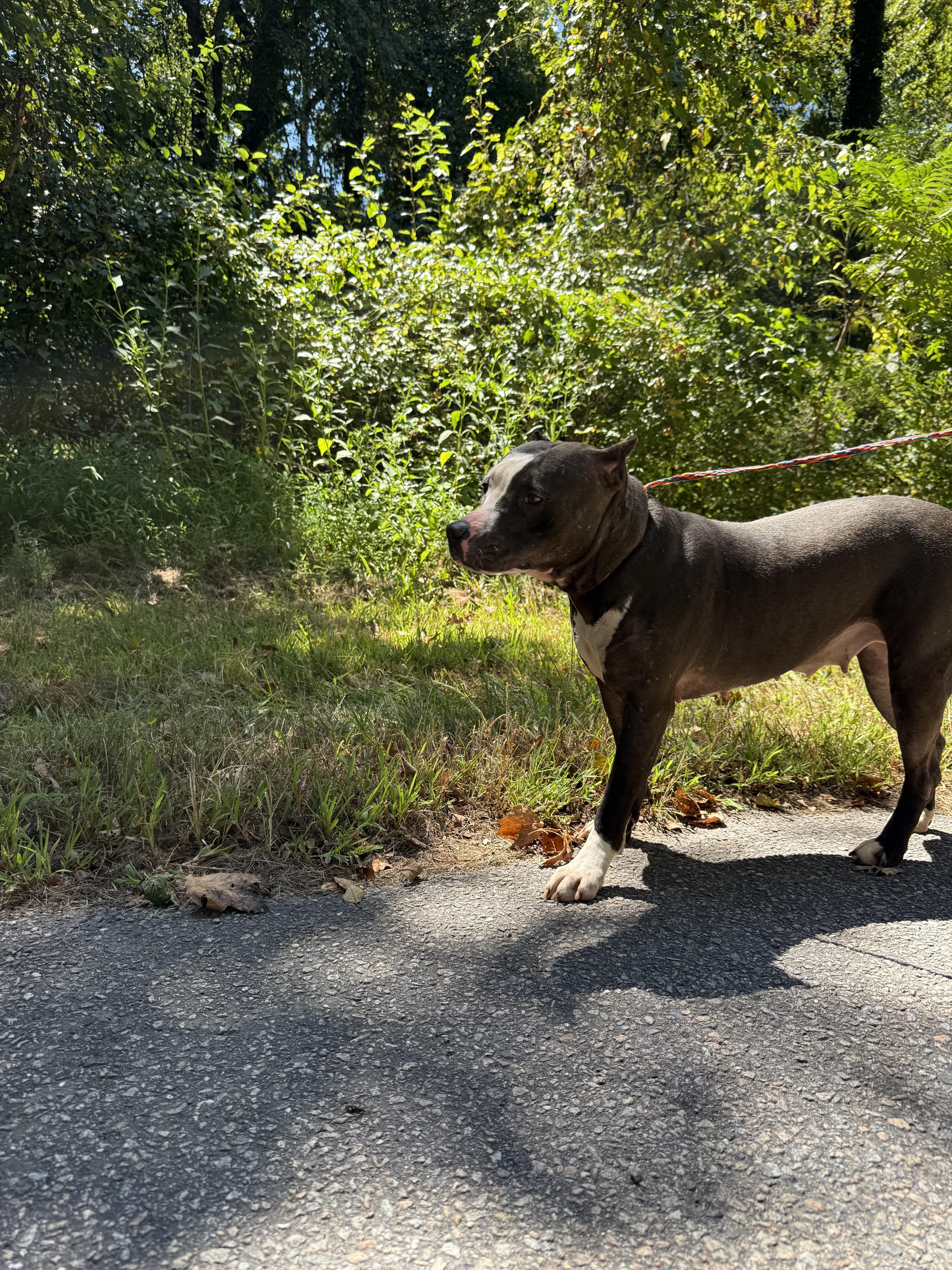 Amber, a Adoptable Pit Bull Terrier in Petersburg, VA image 6/6