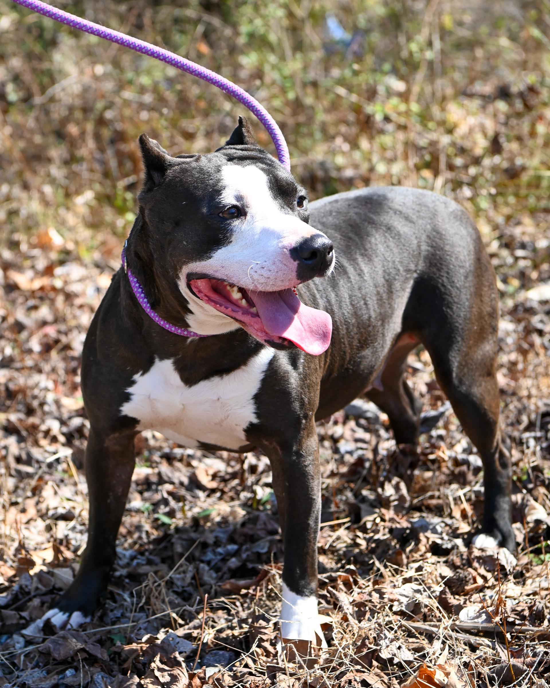 Amber, Adoptable, Adult Female Pit Bull Terrier & American Staffordshire Terrier.