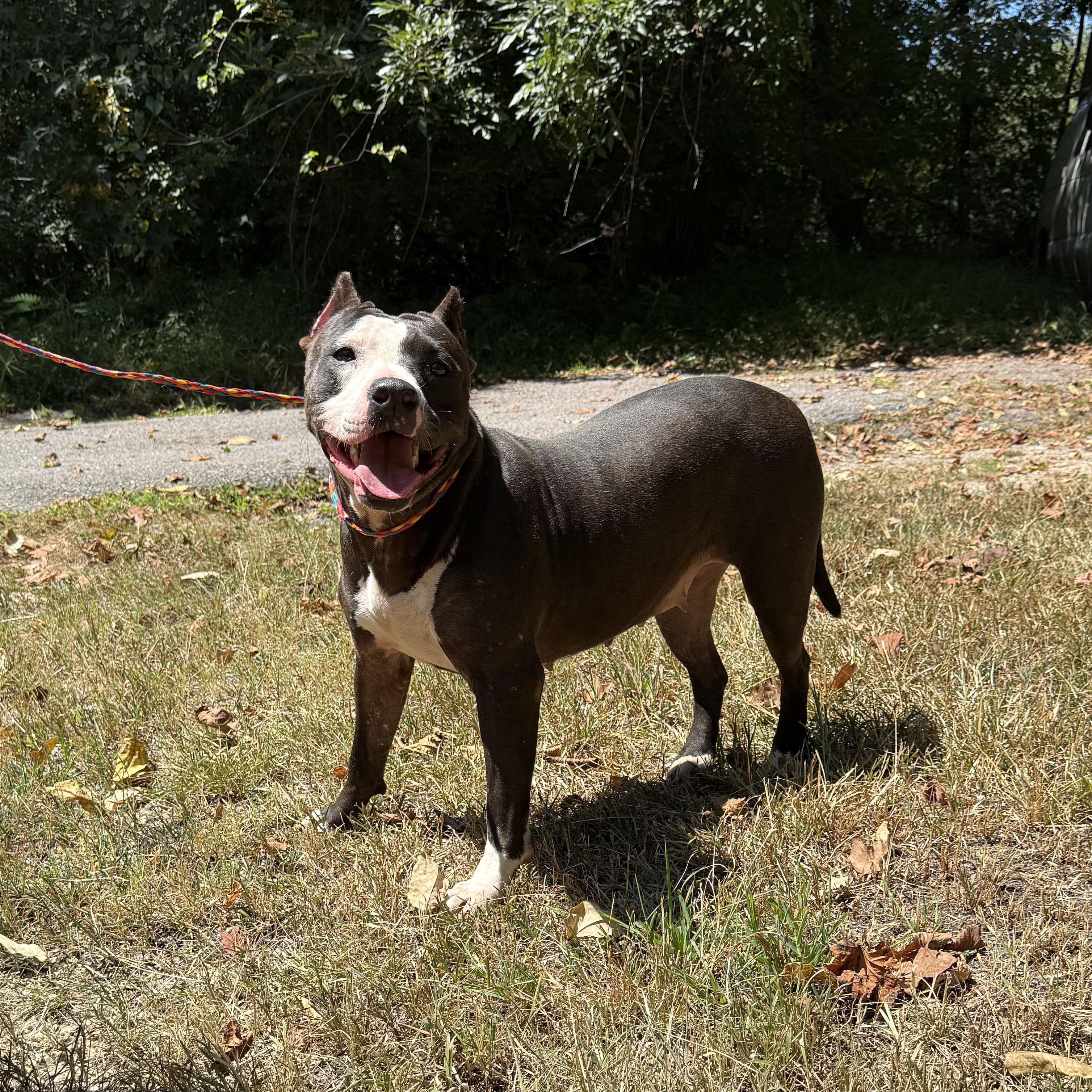 Amber, Adoptable, Adult Female Pit Bull Terrier.