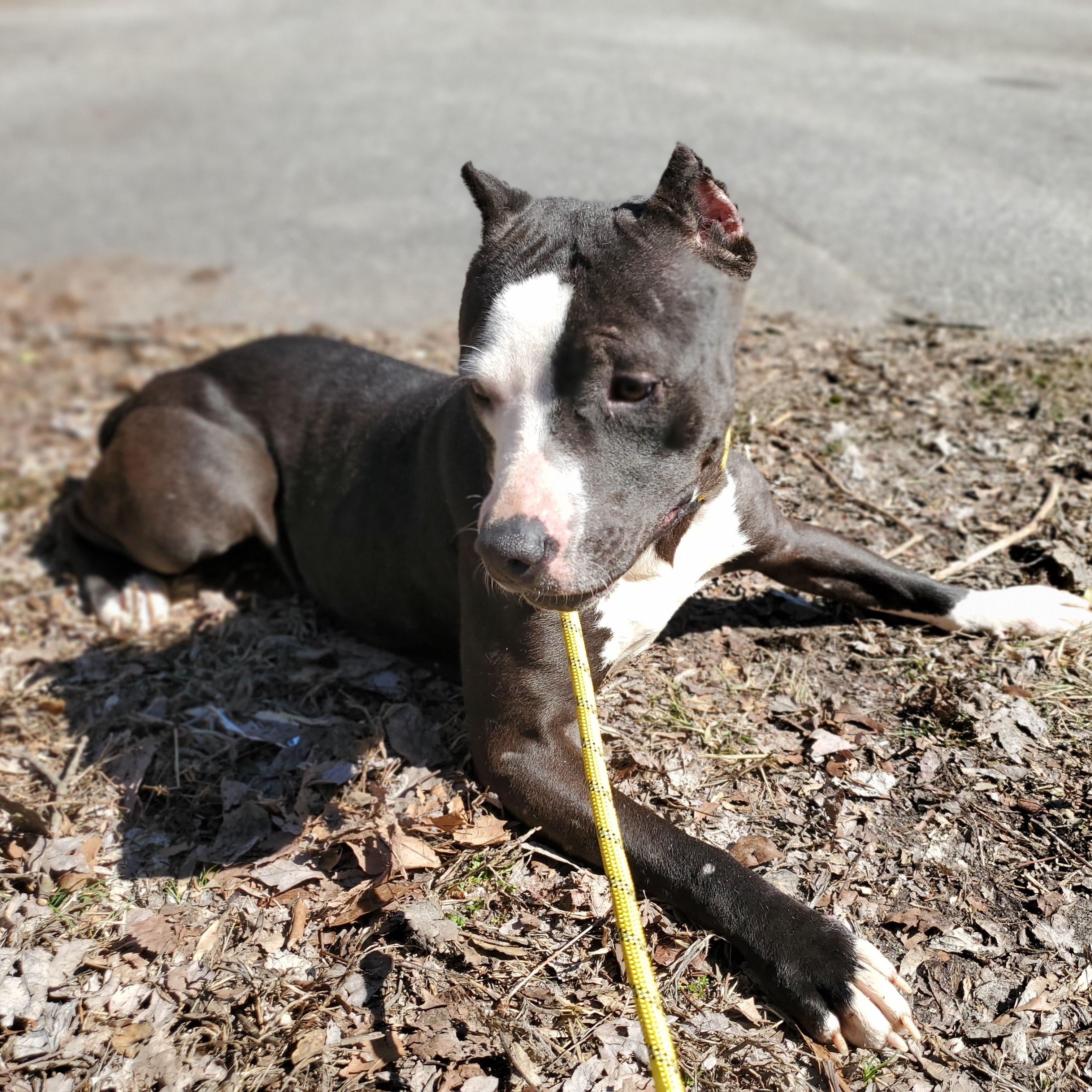 Amber, Adoptable, Adult Female Pit Bull Terrier & American Staffordshire Terrier.