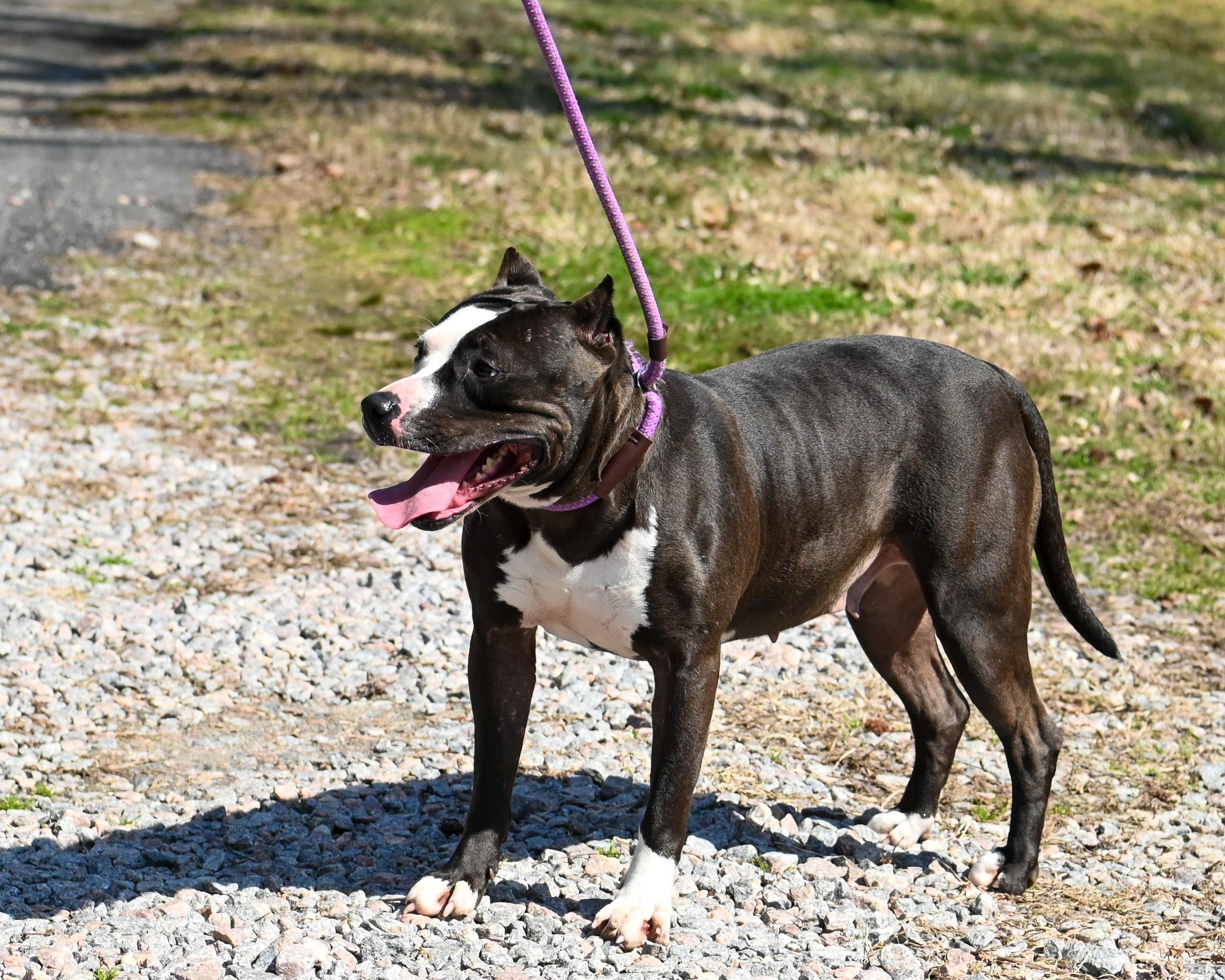 Enlarge Amber, a Adoptable mixed breed in Petersburg, VA image 2/6