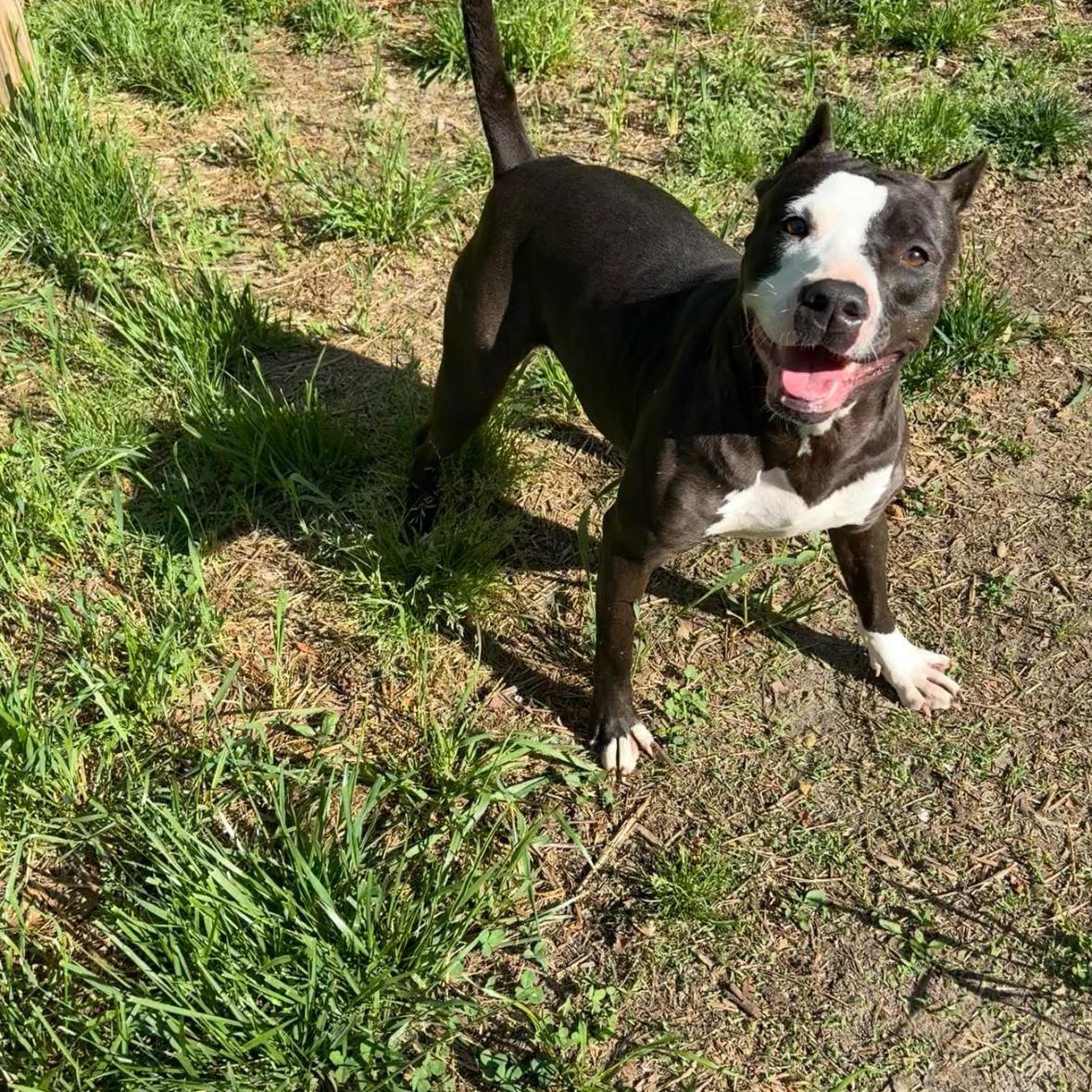 Amber, a Adoptable Pit Bull Terrier in Petersburg, VA image 4/6