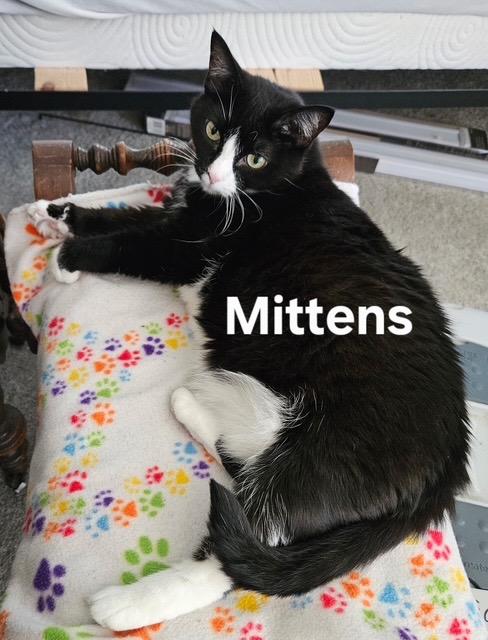 Mittens, Adoptable, Adult Male Domestic Short Hair.