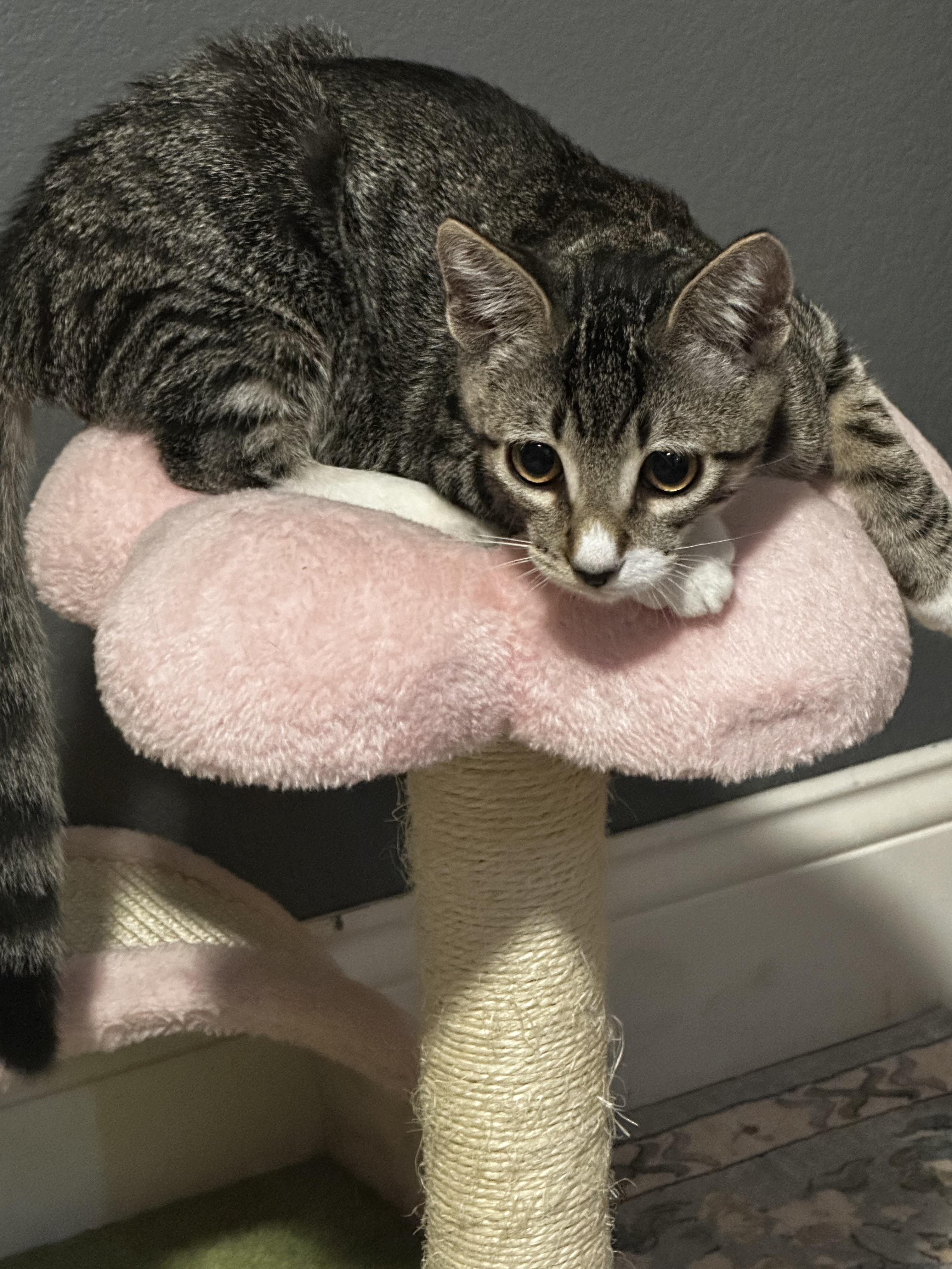 Fish, Adopted, Kitten Male Domestic Short Hair.