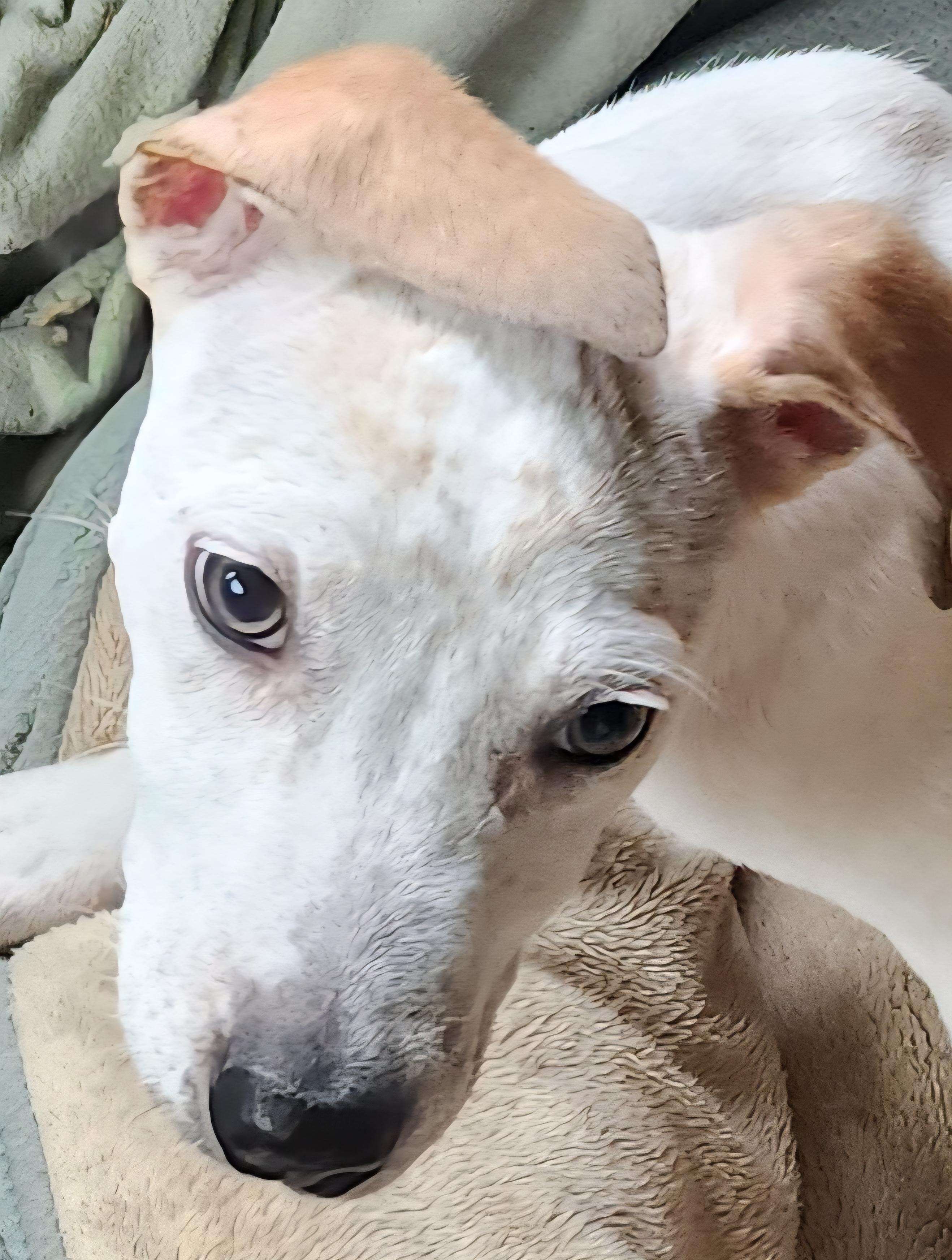 Sonny, ADOPTABLE, Puppy Male English Setter.