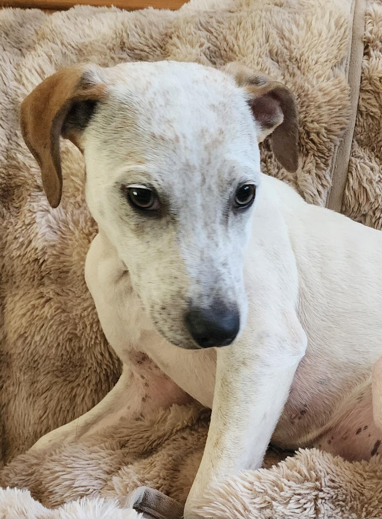 Sonny, a ADOPTABLE mixed breed in Lafayette, CA image 1/3
