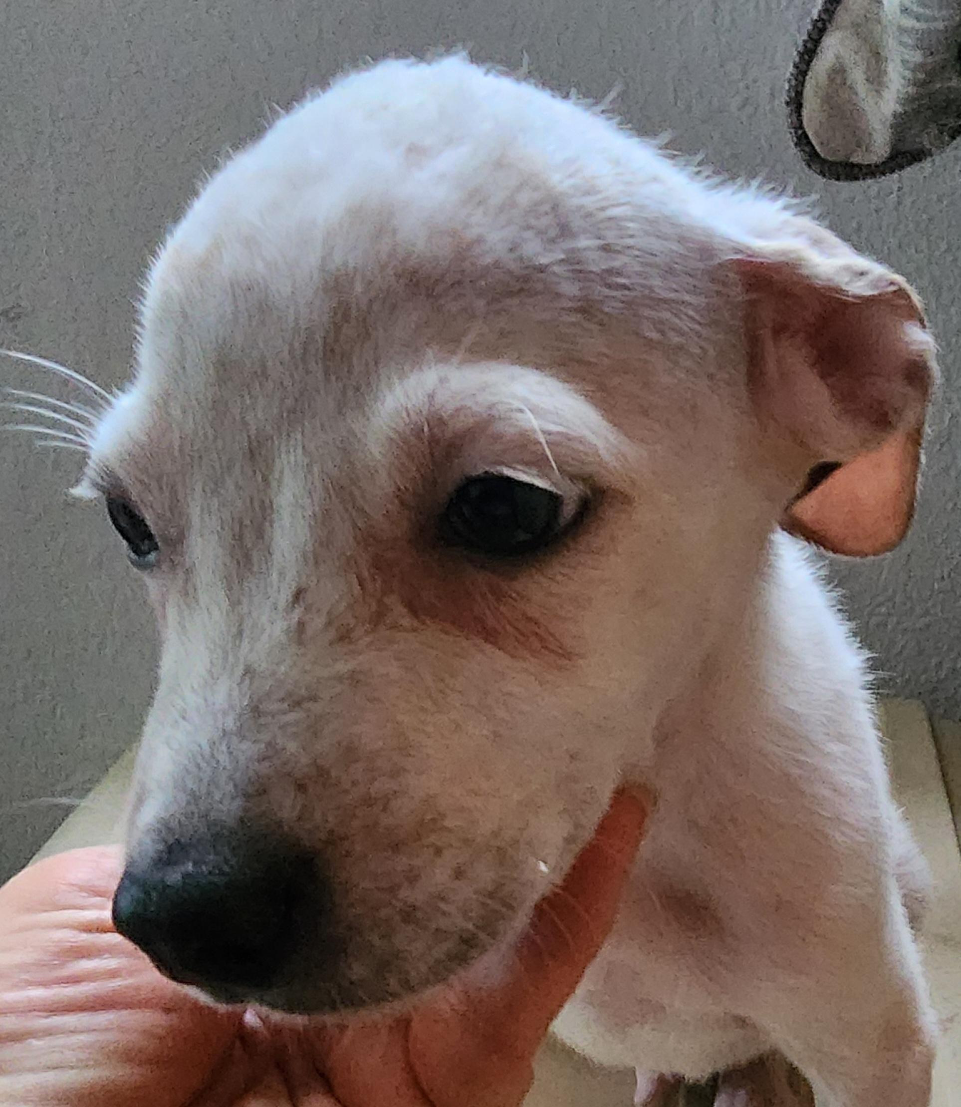 Enlarge Sonny, a ADOPTABLE mixed breed in Lafayette, CA image 1/1