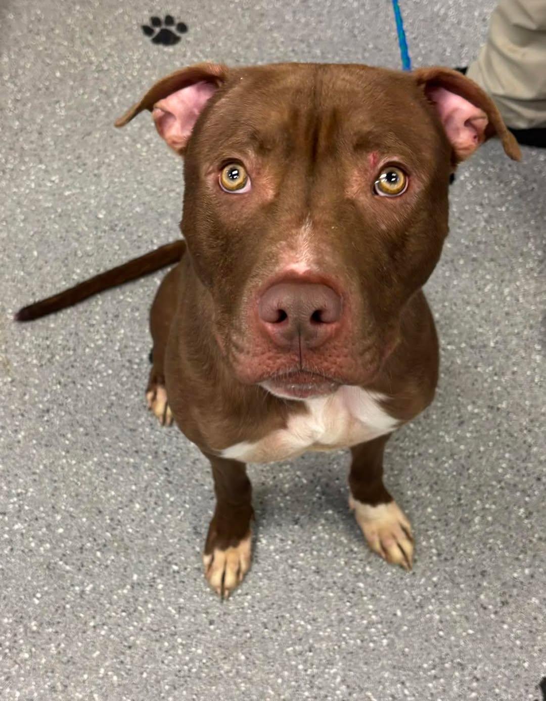 Screech, Adoptable, Adult Male Pit Bull Terrier.