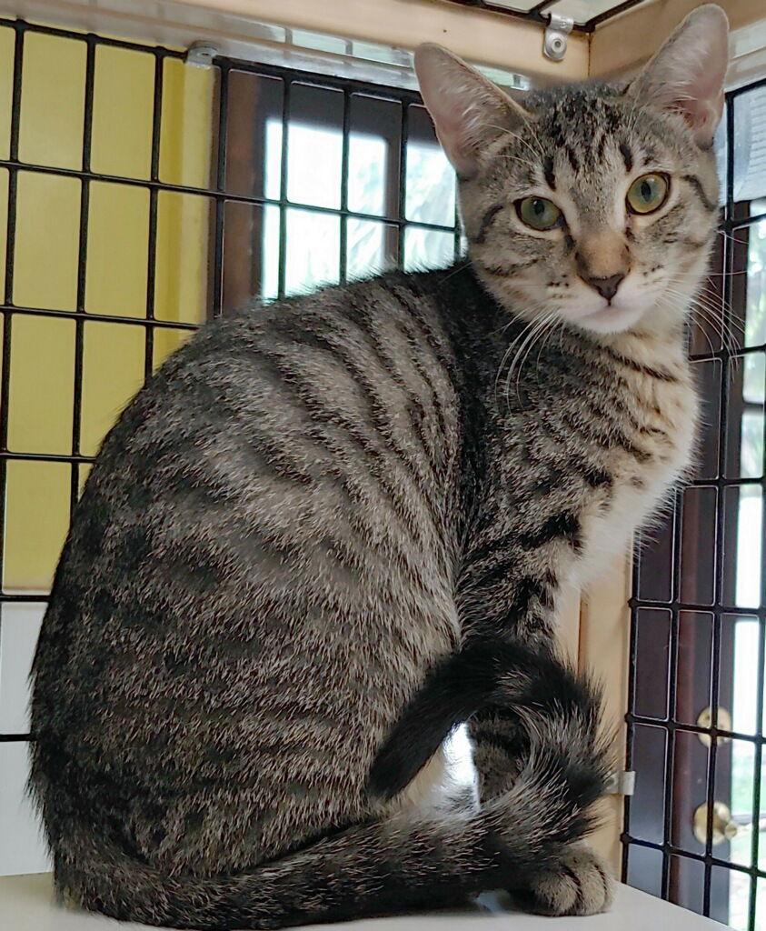 Enlarge Kara, a Adoptable Domestic Short Hair in Oakland Park, FL image 2/3