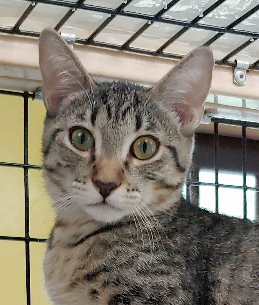 Enlarge Kara, a Adoptable Domestic Short Hair in Oakland Park, FL image 3/3