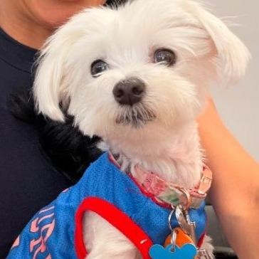 Coco, adopted, Senior Female Maltese.