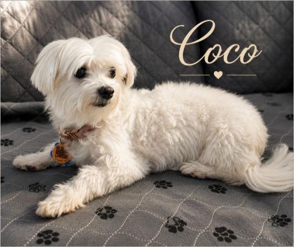 Coco, an adopted Maltese in Miami, FL image 2/2