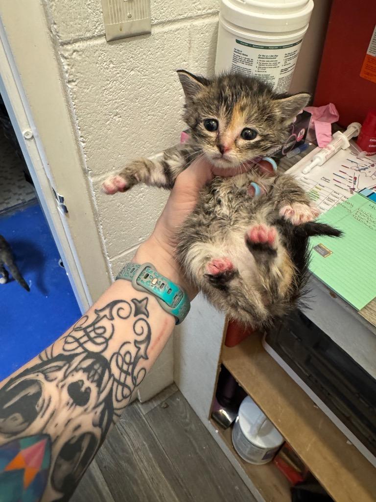 Hermione, Adoptable, Kitten Female Domestic Short Hair.