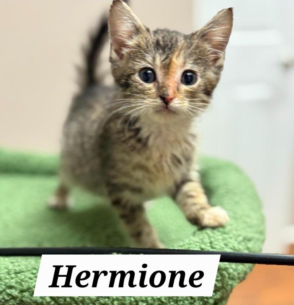 Enlarge Hermione, a Adoptable mixed breed in Johnson City, TN image 2/2